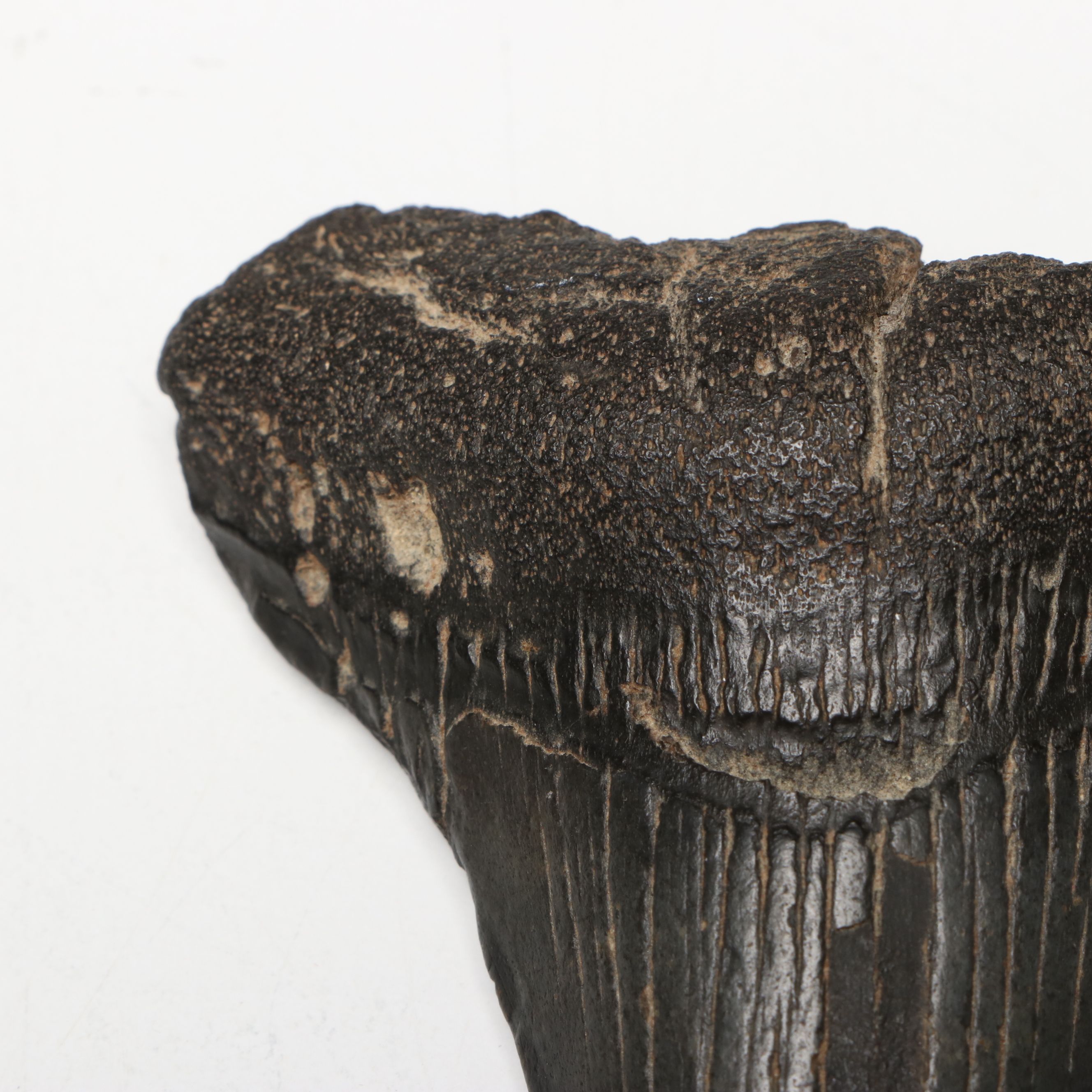Megalodon Fossil Tooth