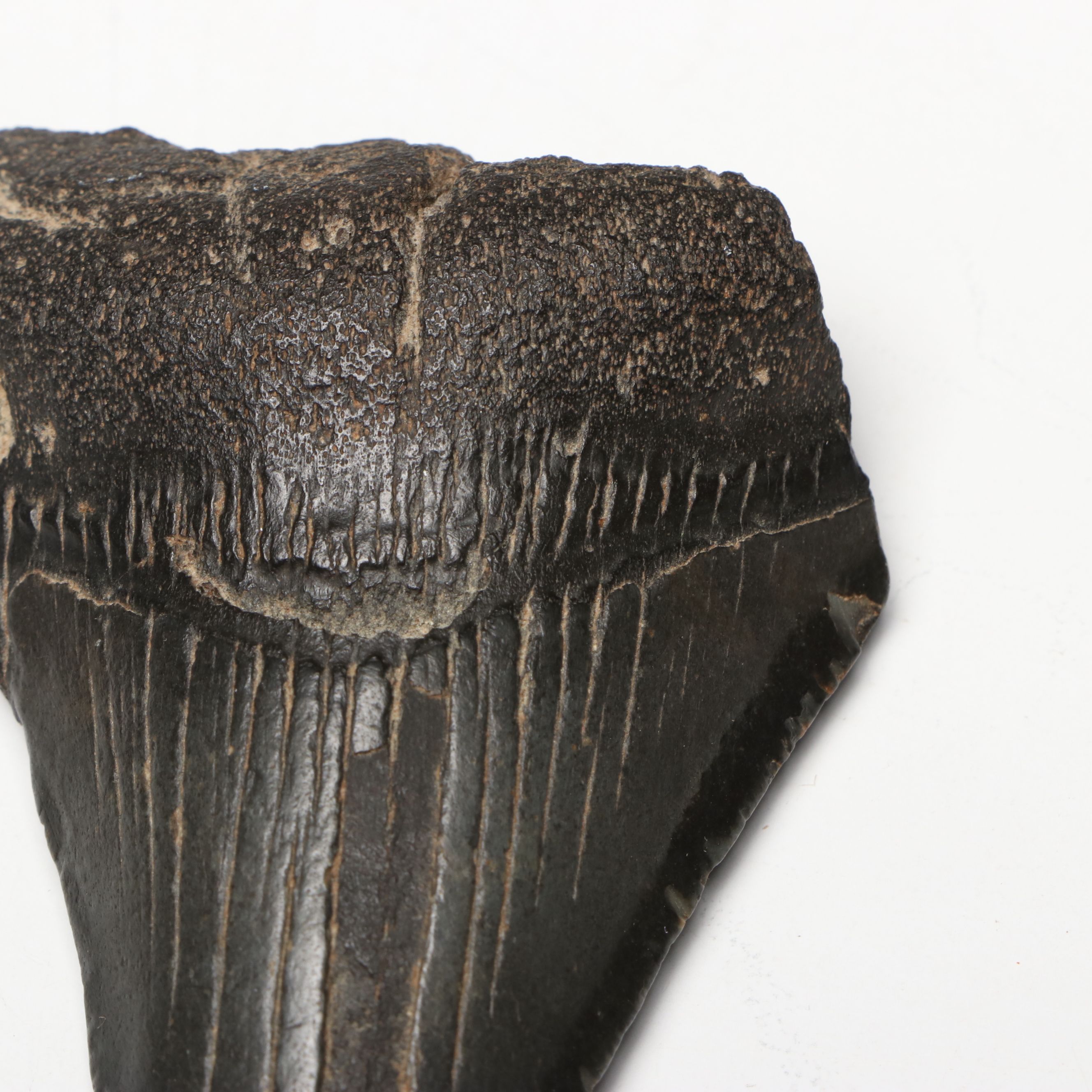 Megalodon Fossil Tooth