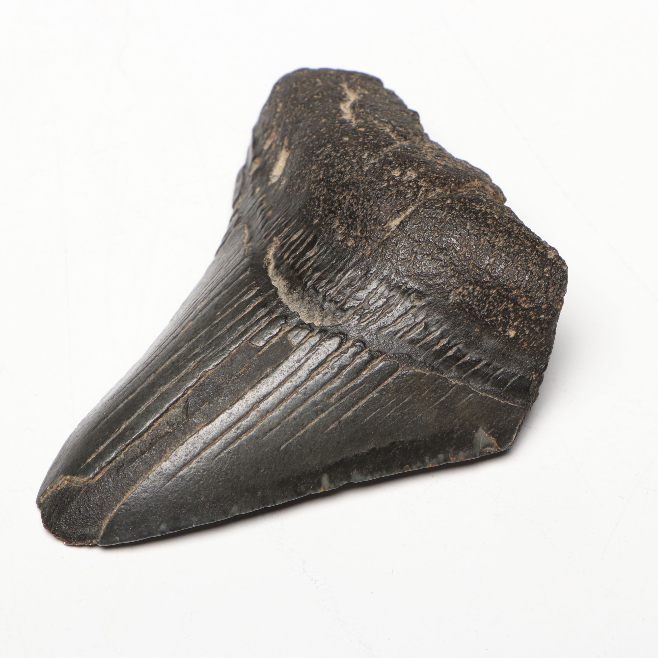 Megalodon Fossil Tooth