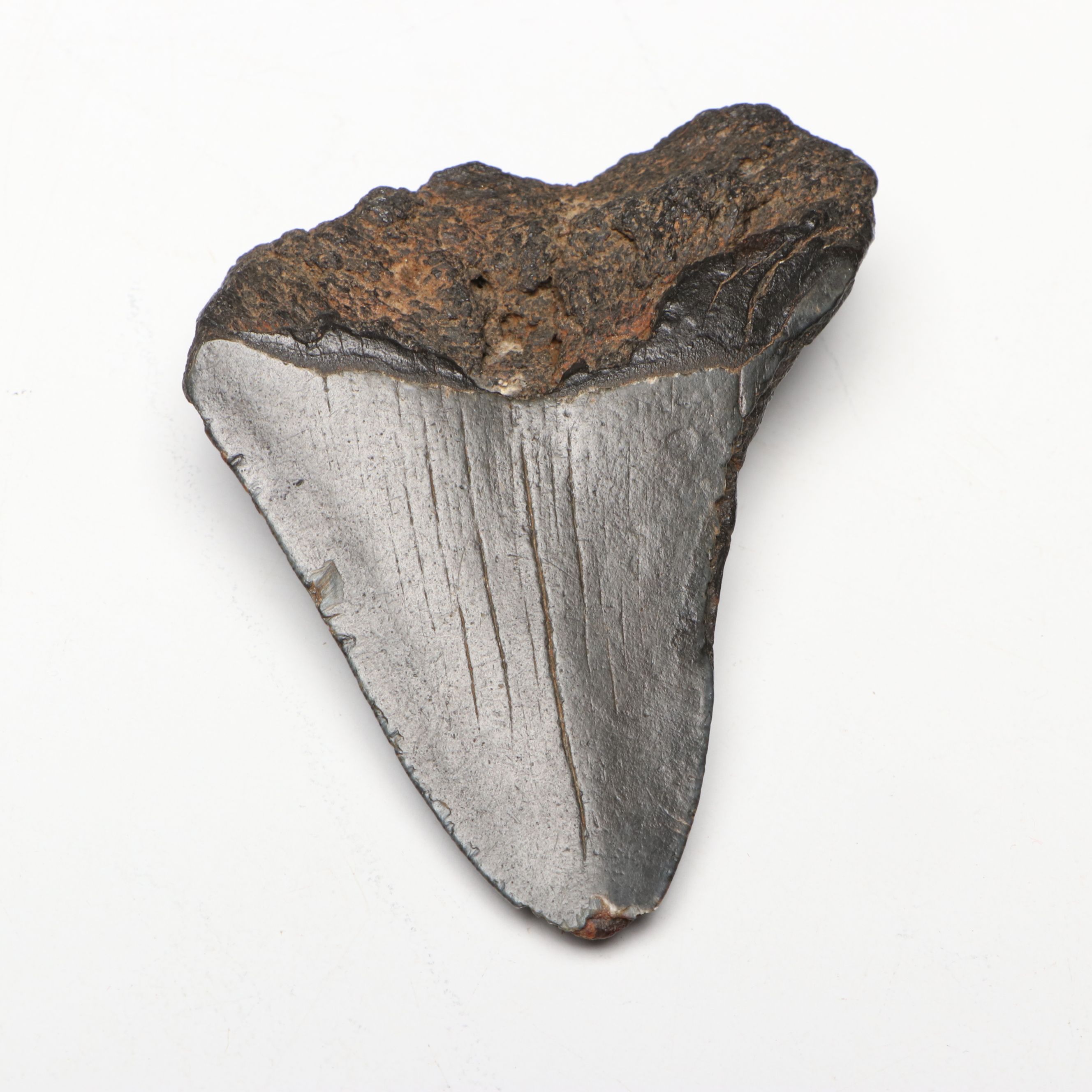 Megalodon Fossil Tooth