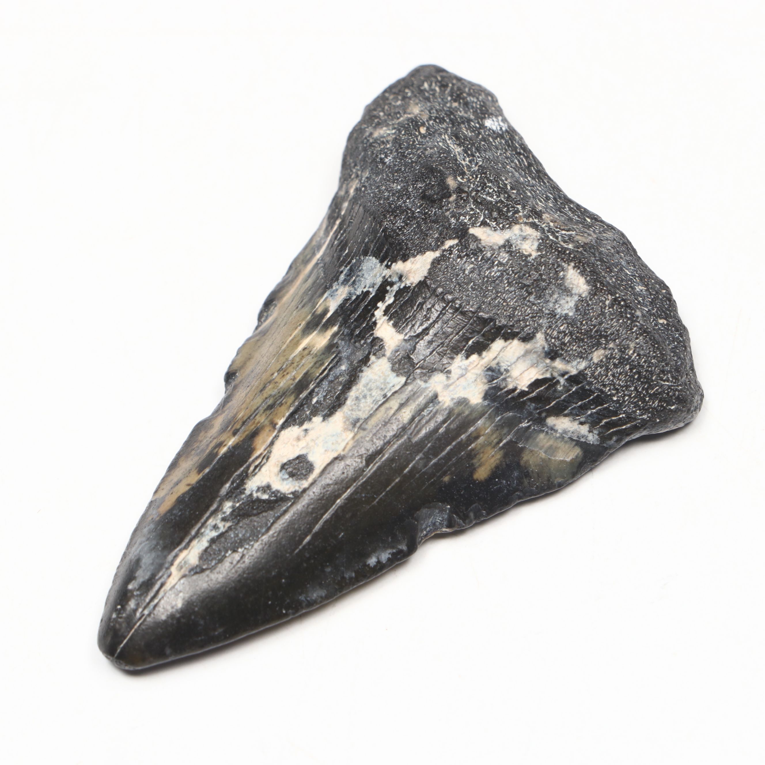Megalodon Fossil Tooth