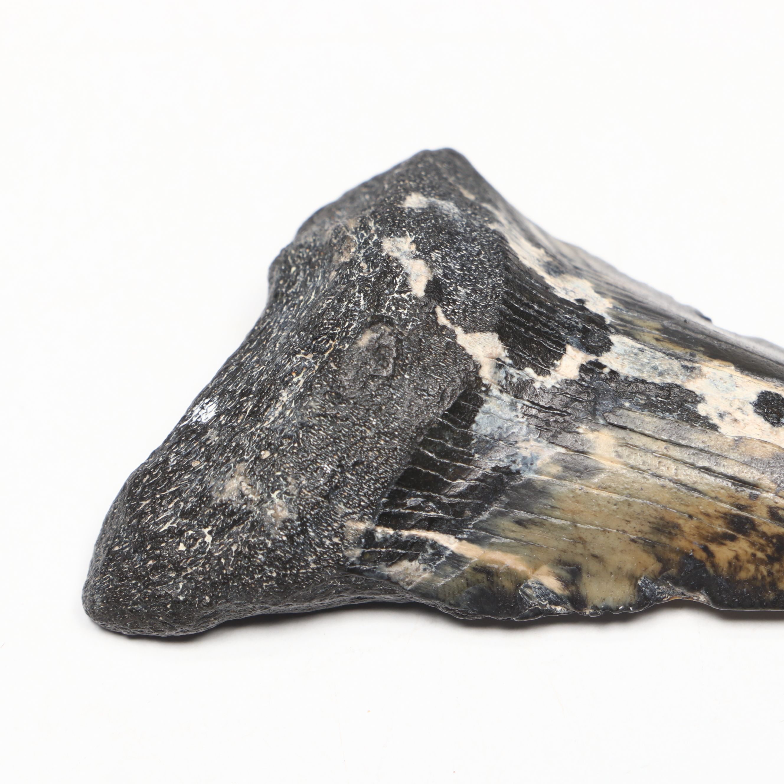 Megalodon Fossil Tooth