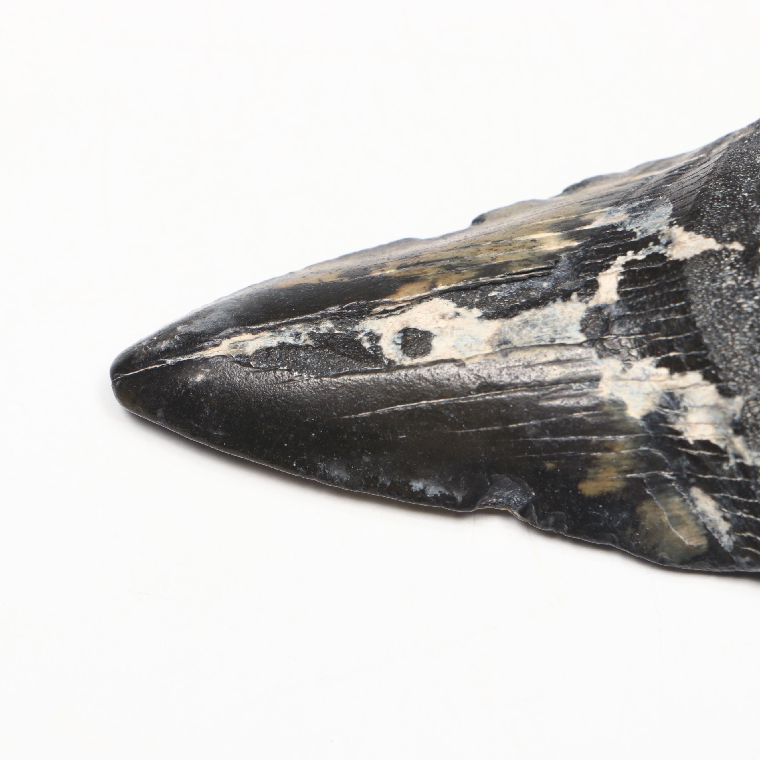 Megalodon Fossil Tooth