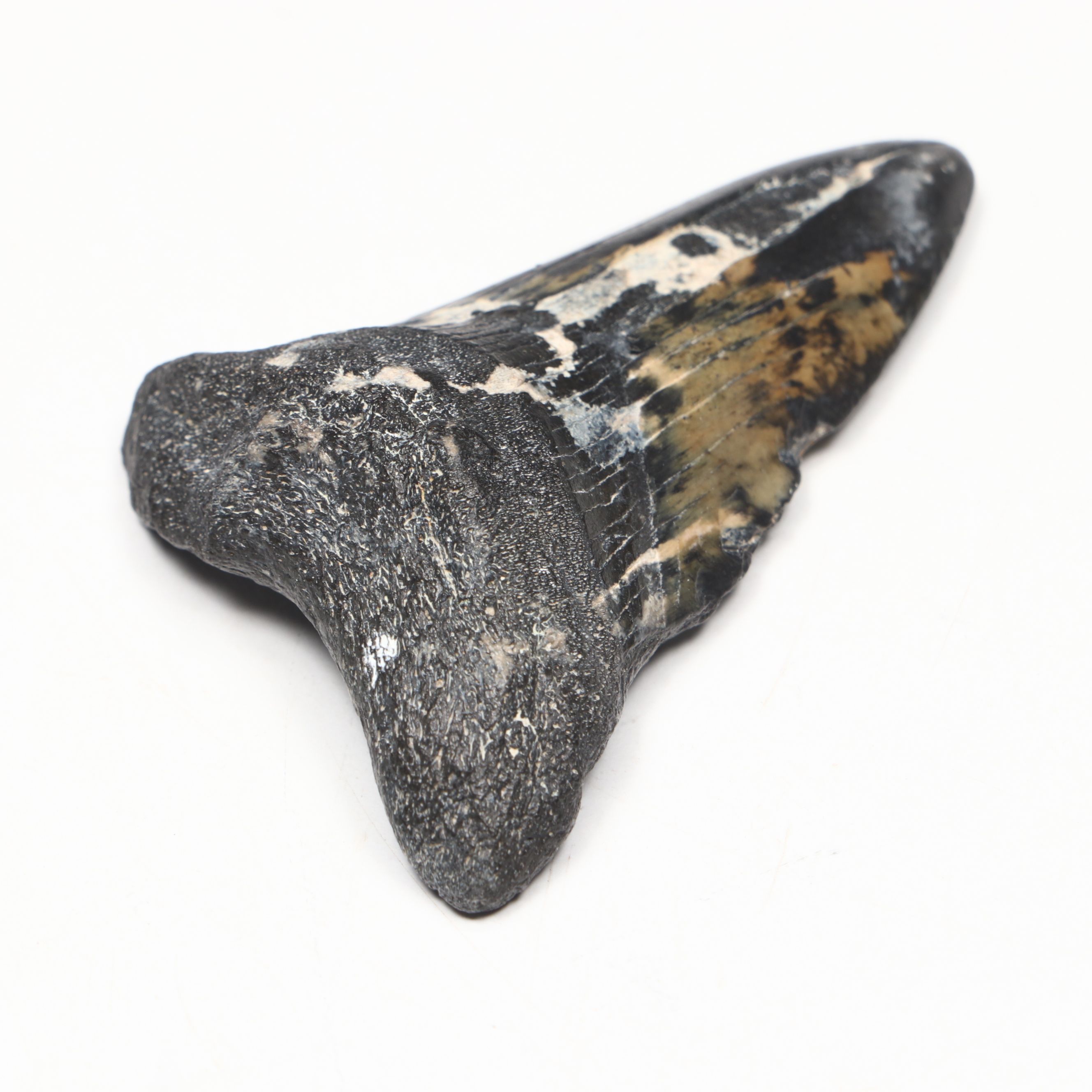 Megalodon Fossil Tooth