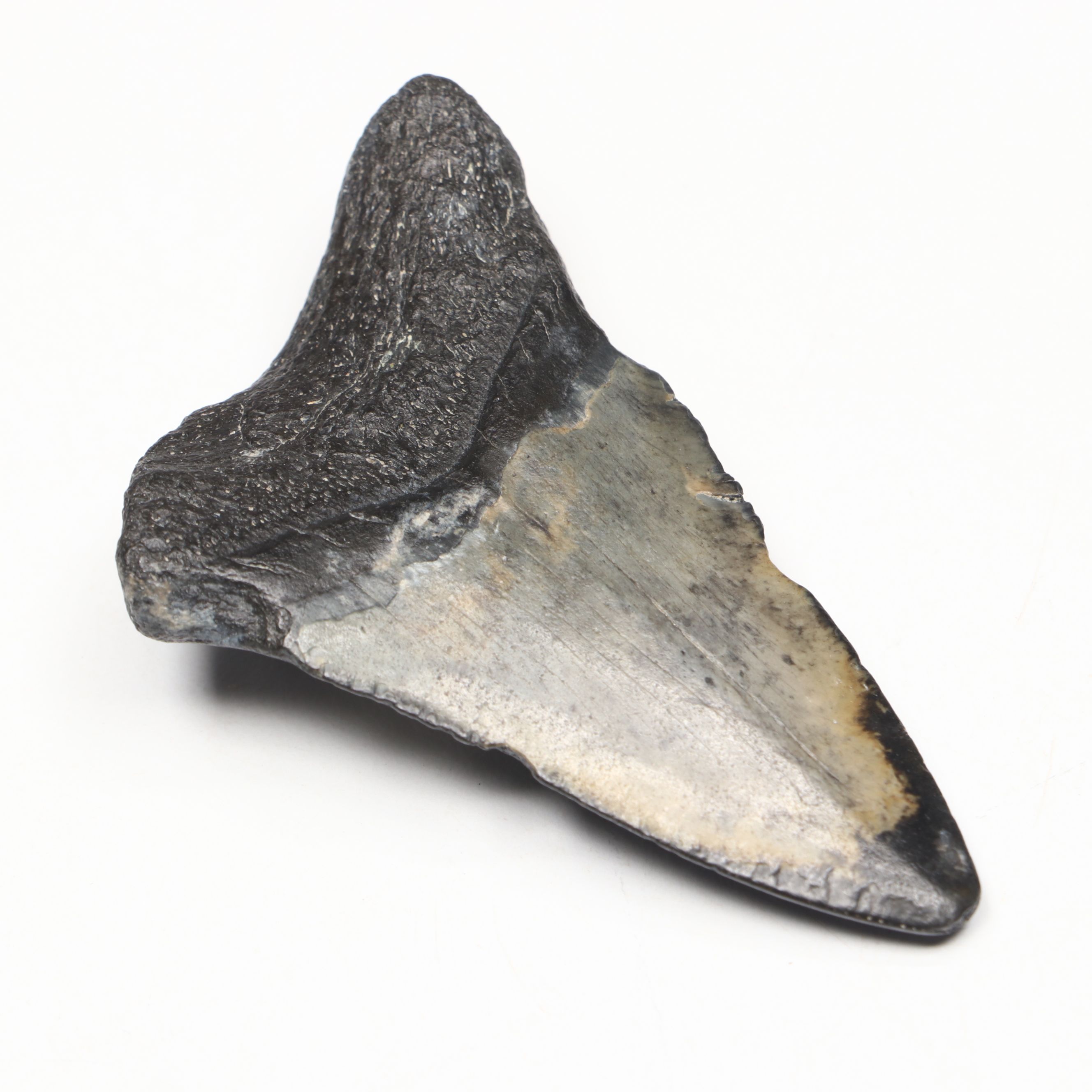 Megalodon Fossil Tooth