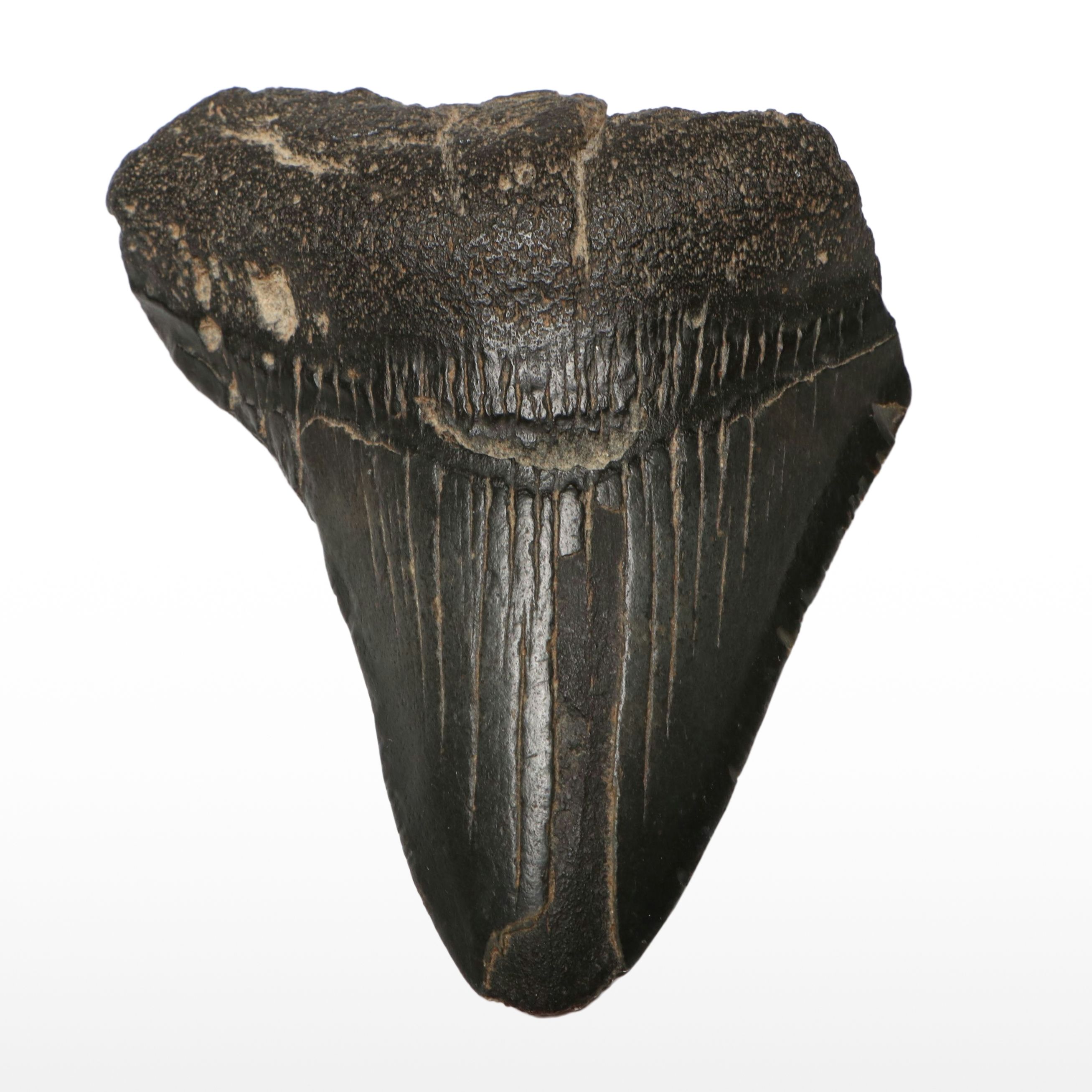 Megalodon Fossil Tooth