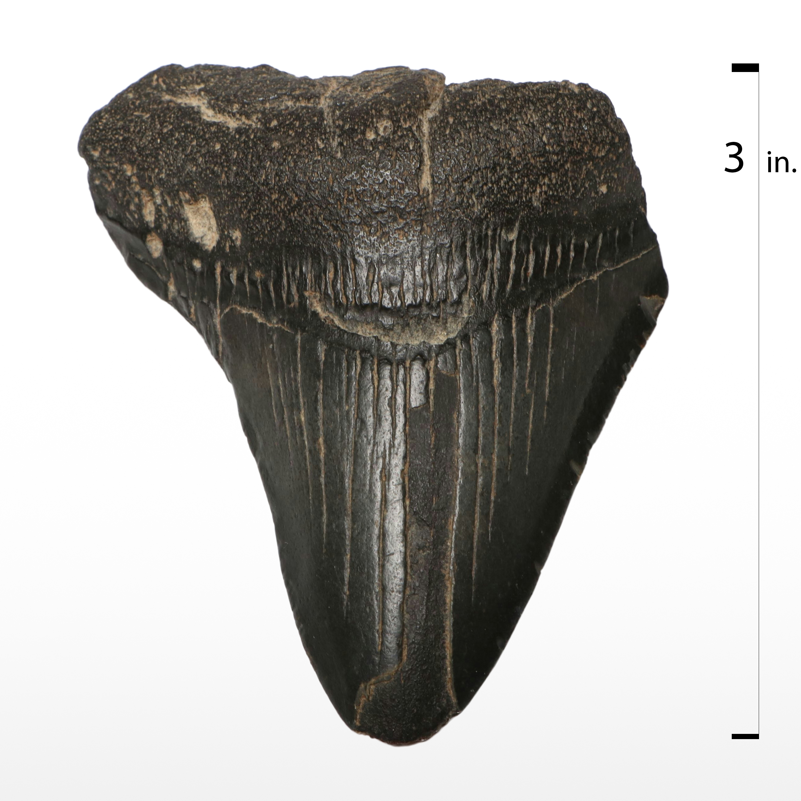 Megalodon Fossil Tooth