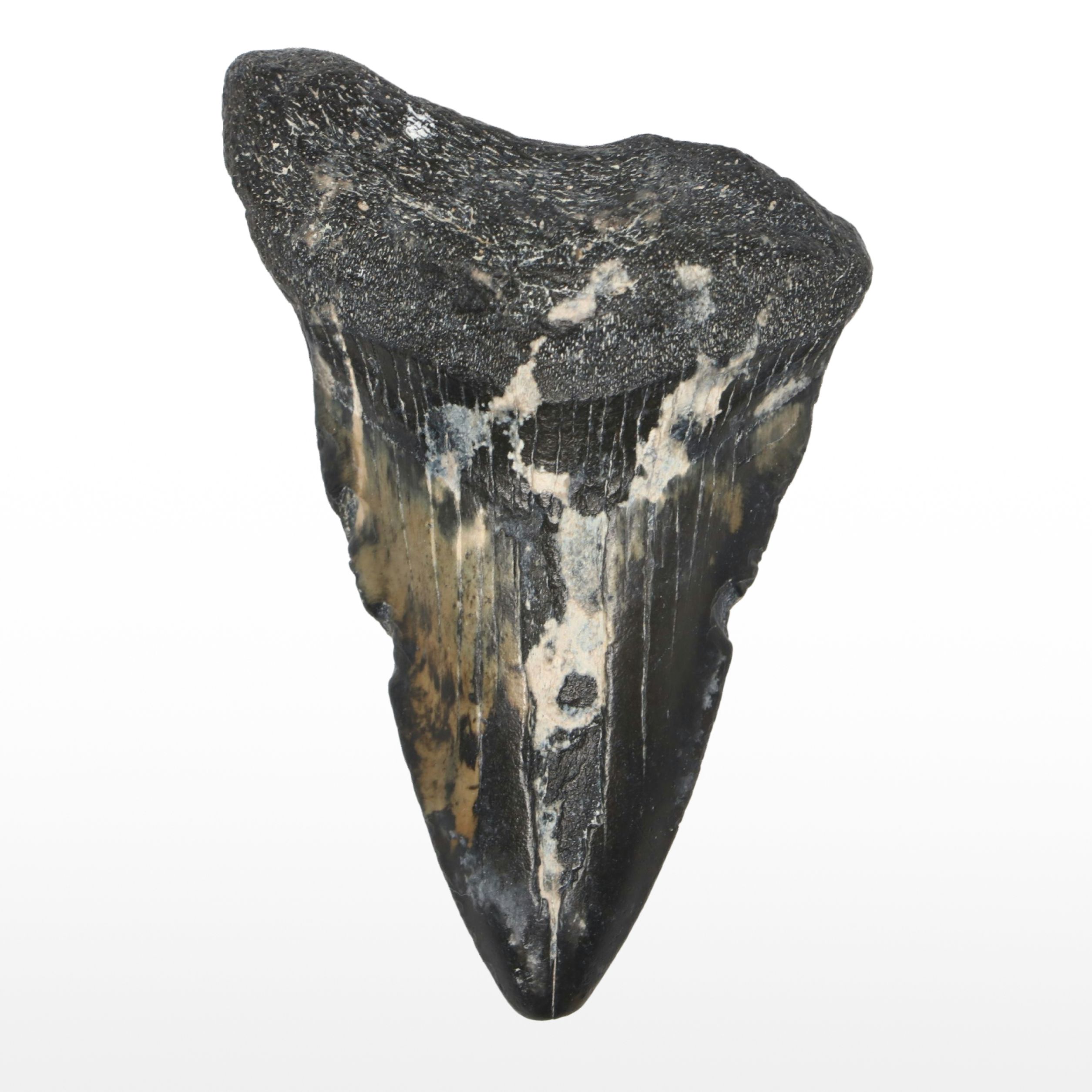 Megalodon Fossil Tooth
