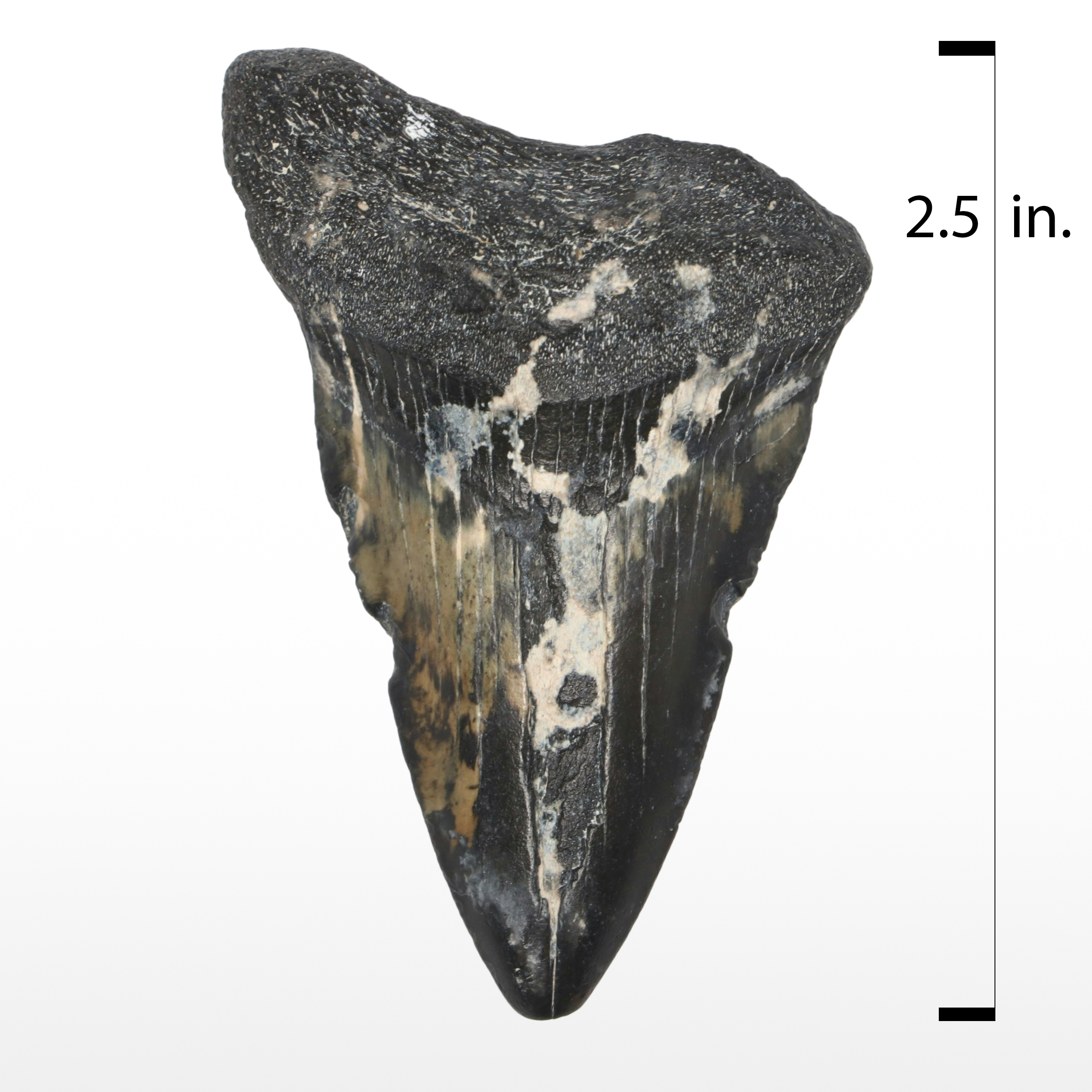 Megalodon Fossil Tooth