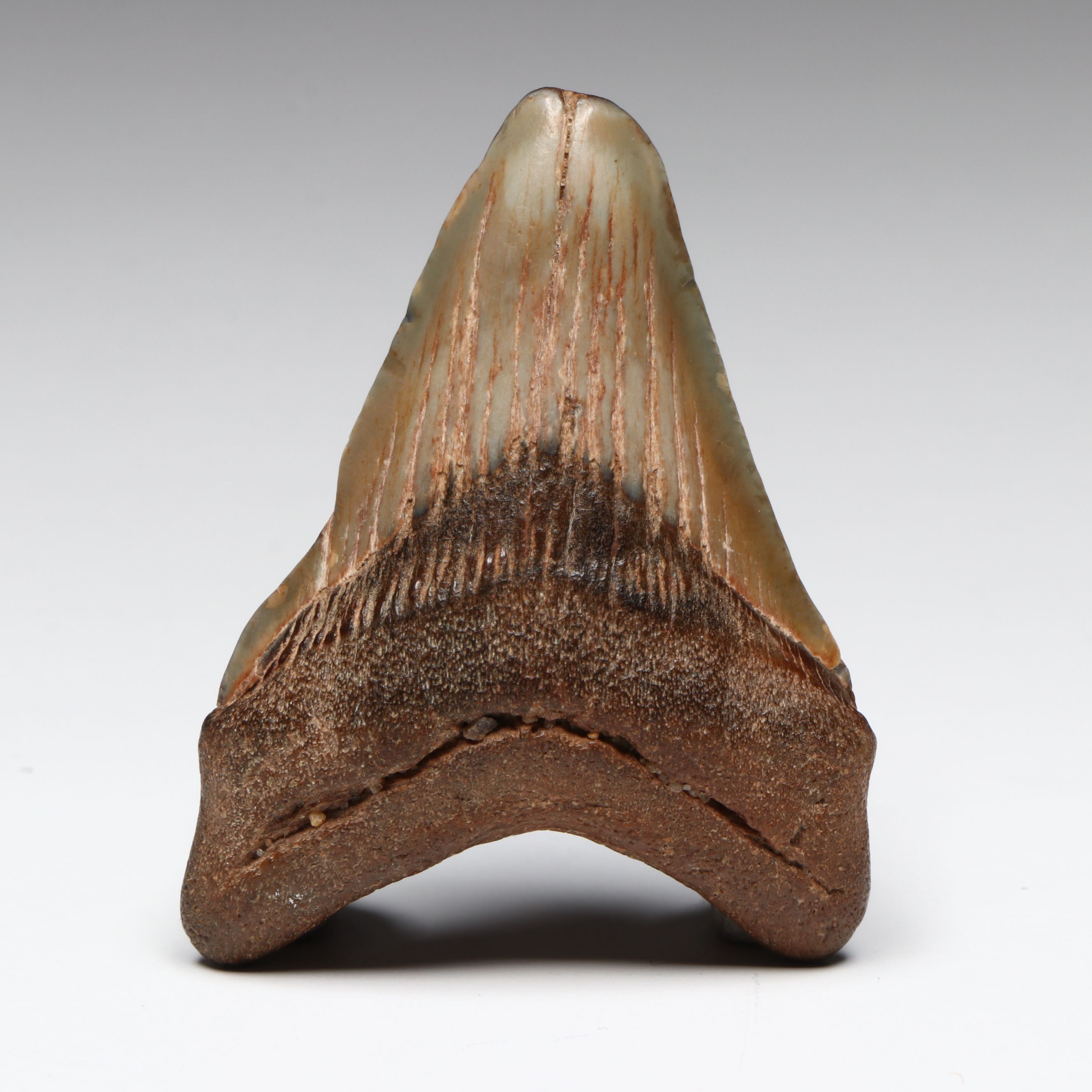 Megalodon Fossil Tooth