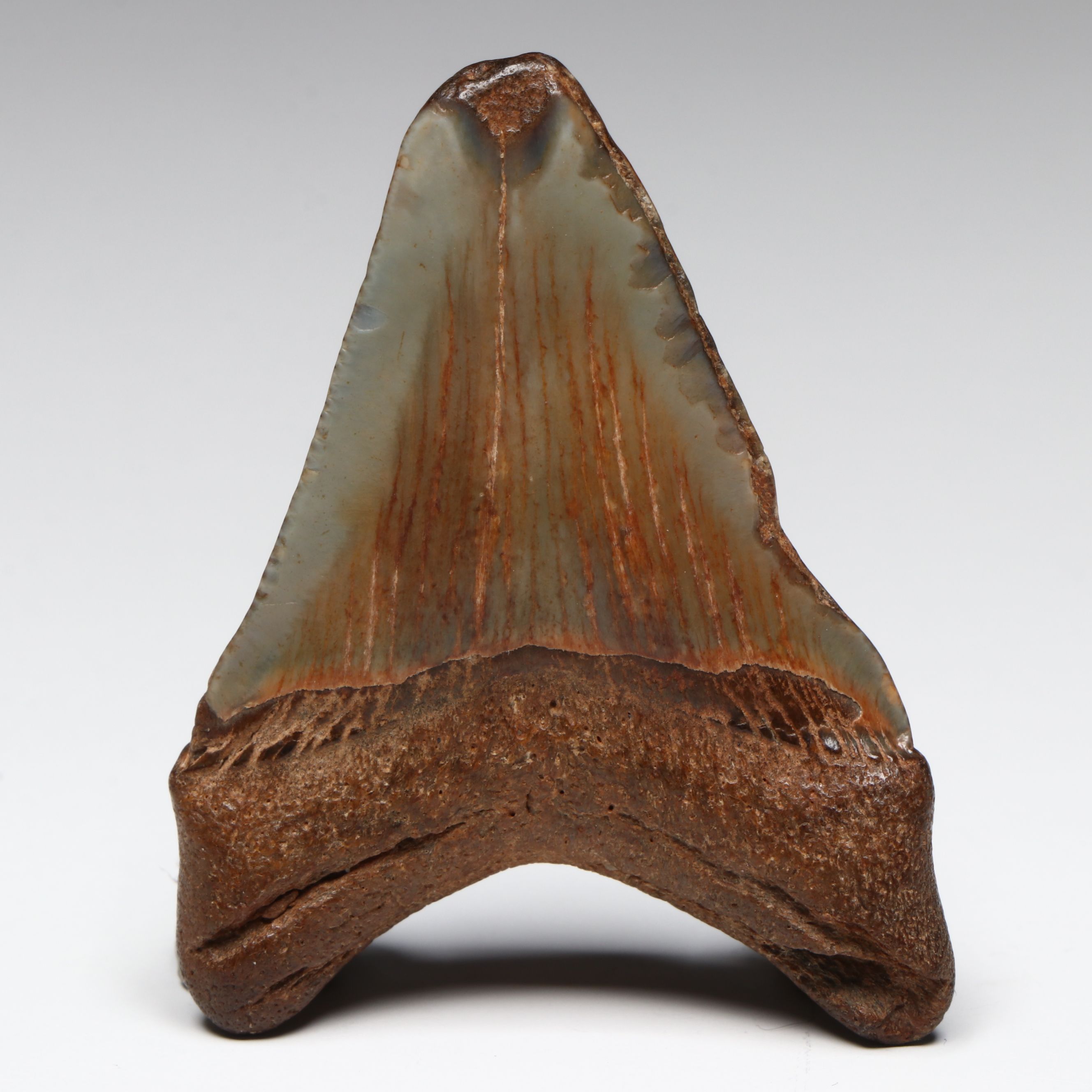 Megalodon Fossil Tooth