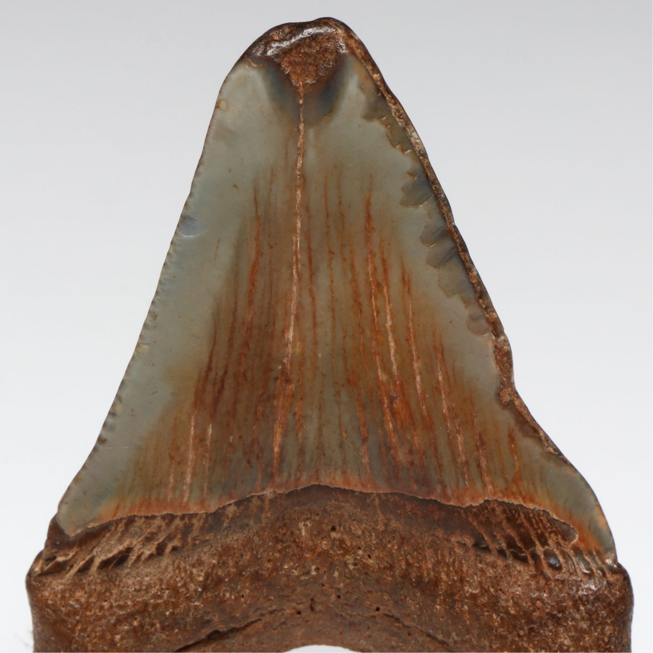 Megalodon Fossil Tooth