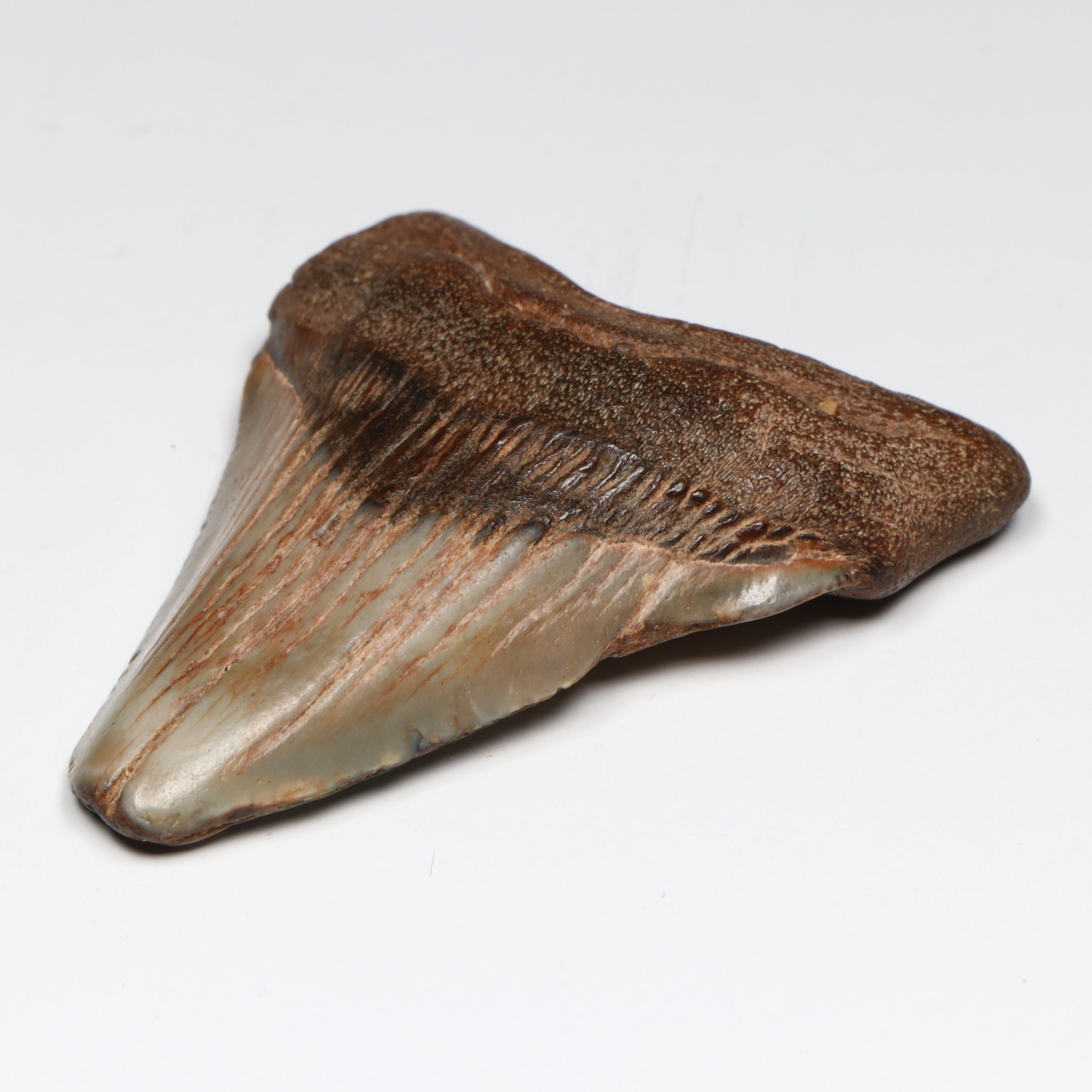 Megalodon Fossil Tooth