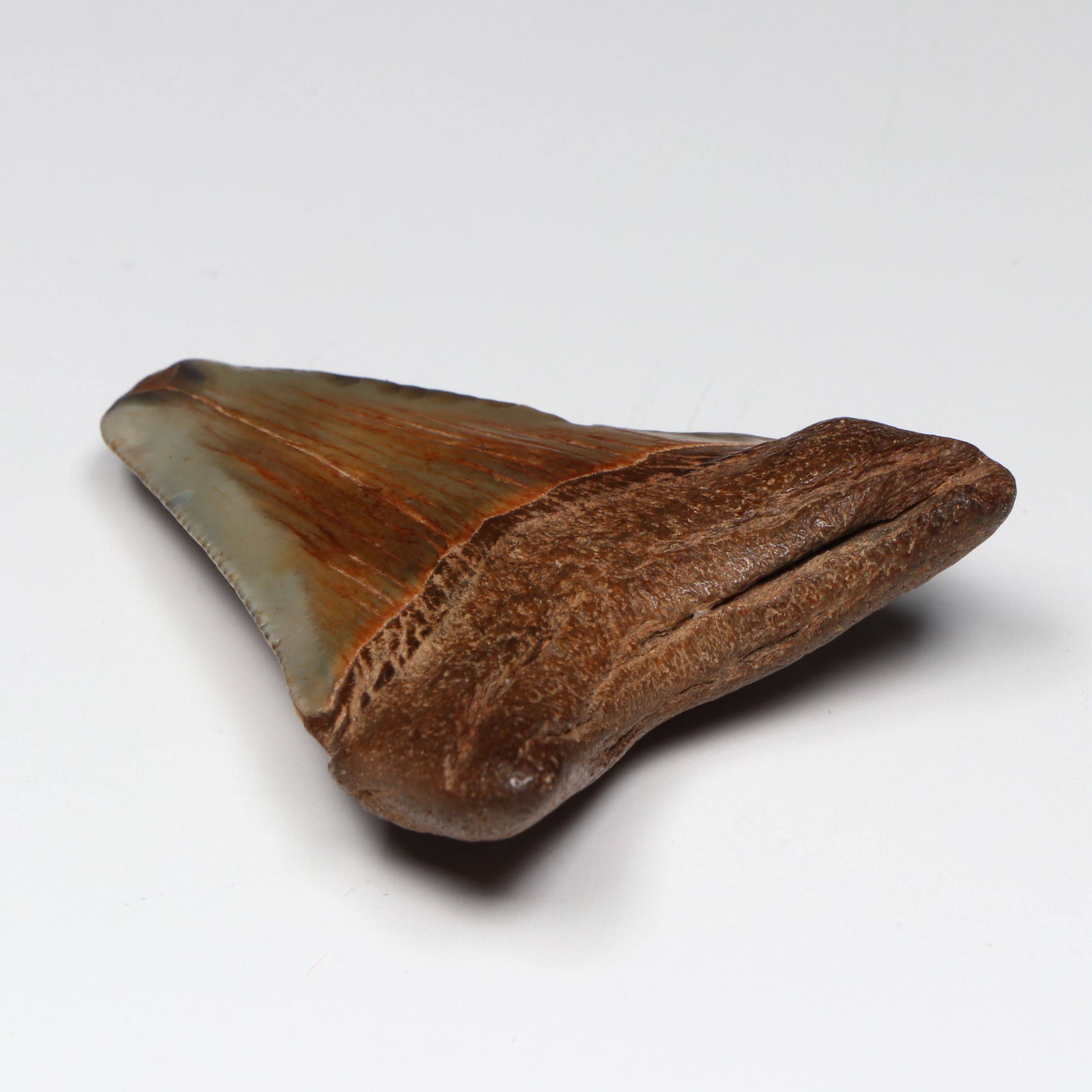 Megalodon Fossil Tooth