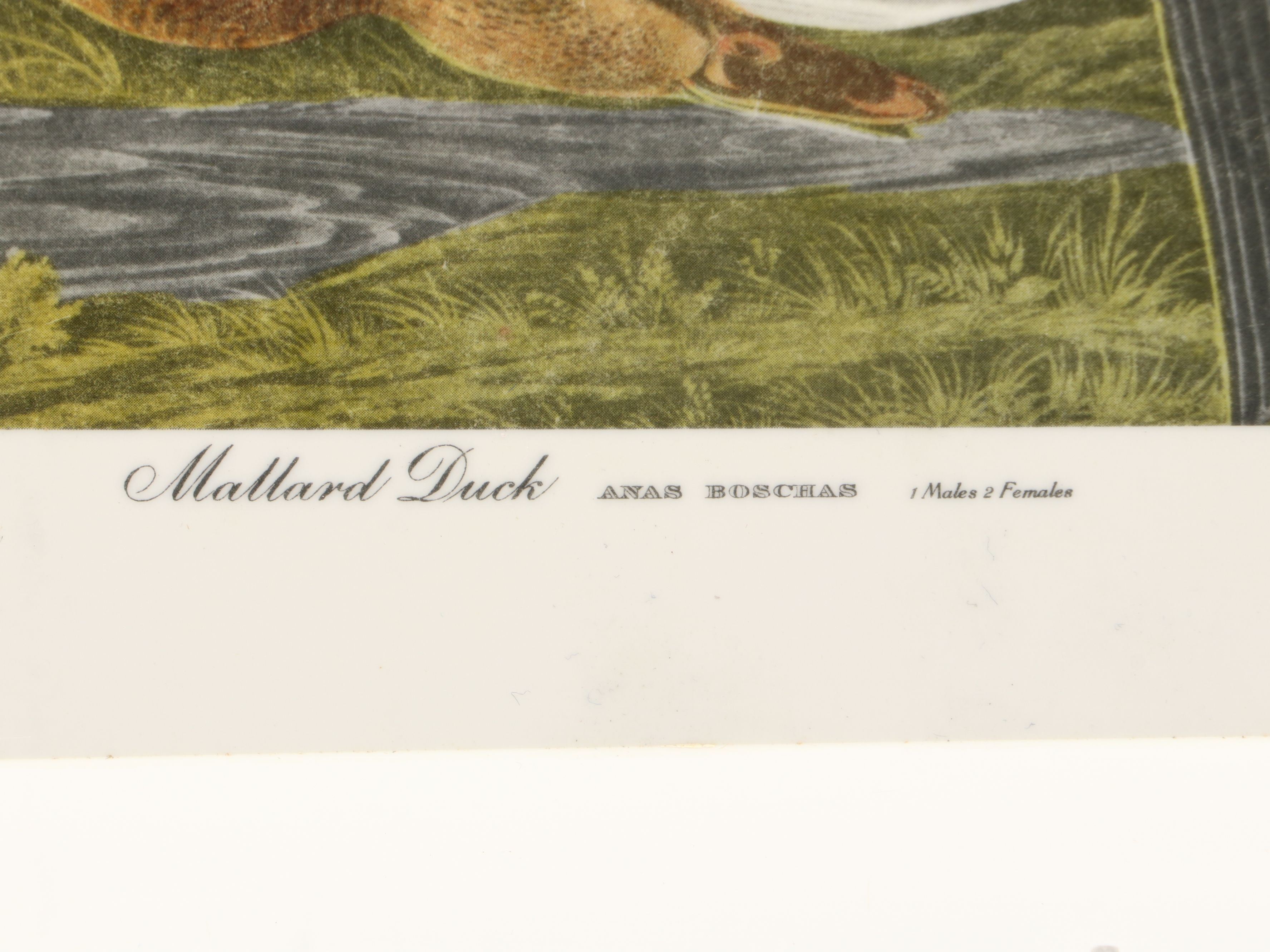 Waverly Products "Mallard Duck" Plastic Tray with Other Tumblers and Moka Pot