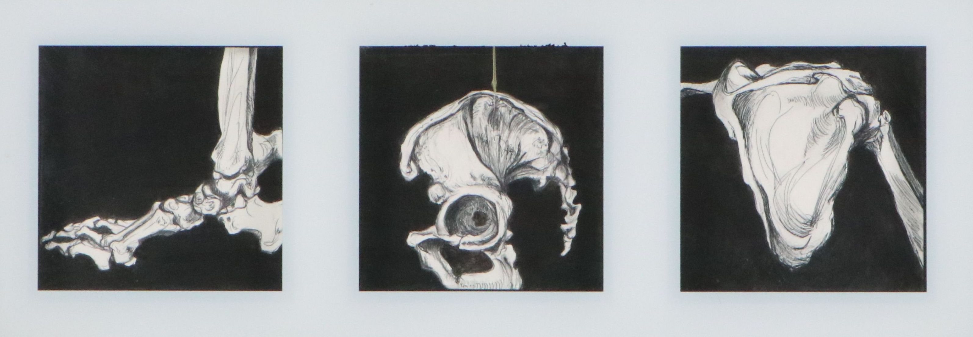 Anatomical Ink and Graphite Drawings of Skeletal Systems, Late 20th to 21st C.