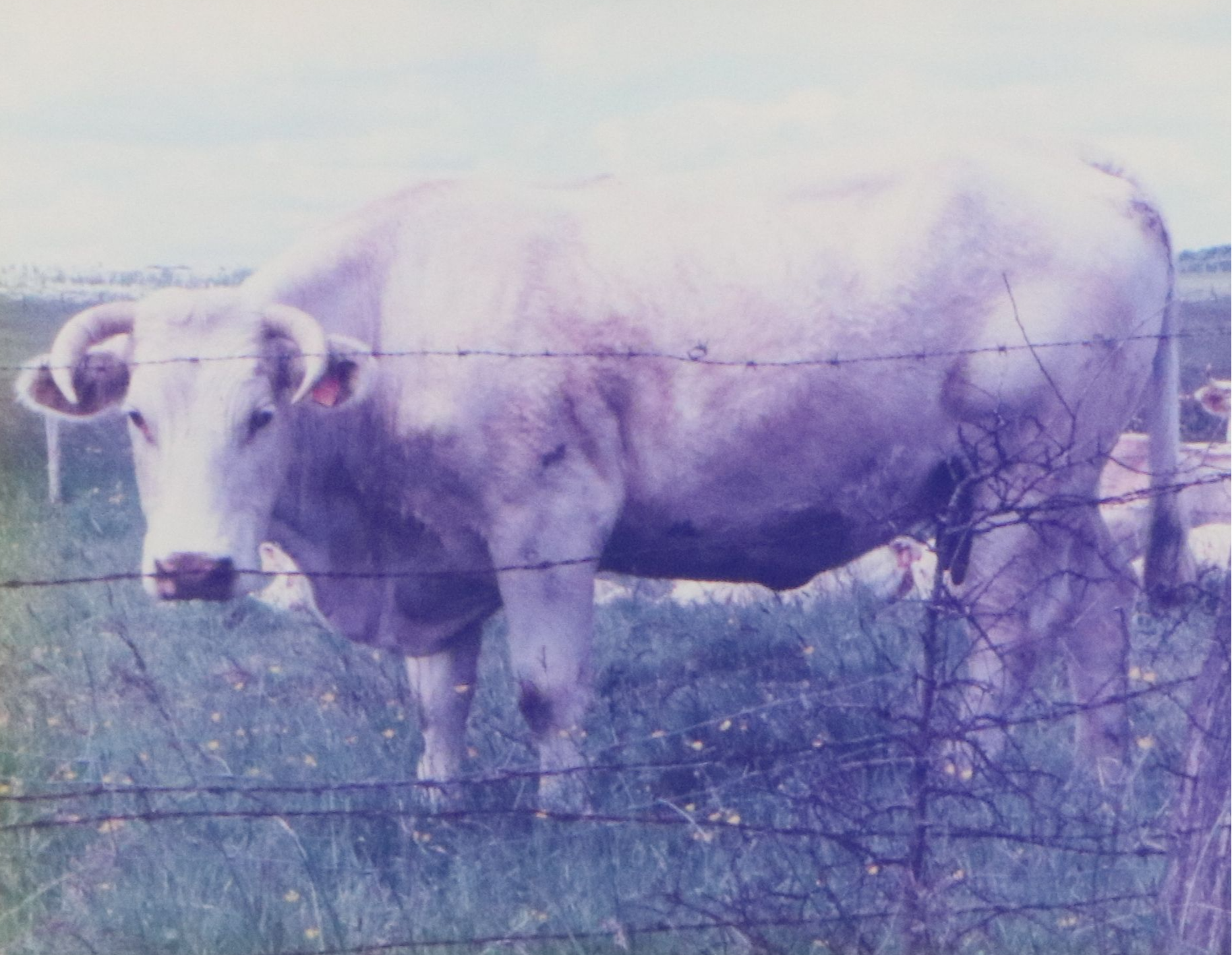 Alan M. Fallick Chromogenic Travel Photographs of France and China, 1999 - 2003