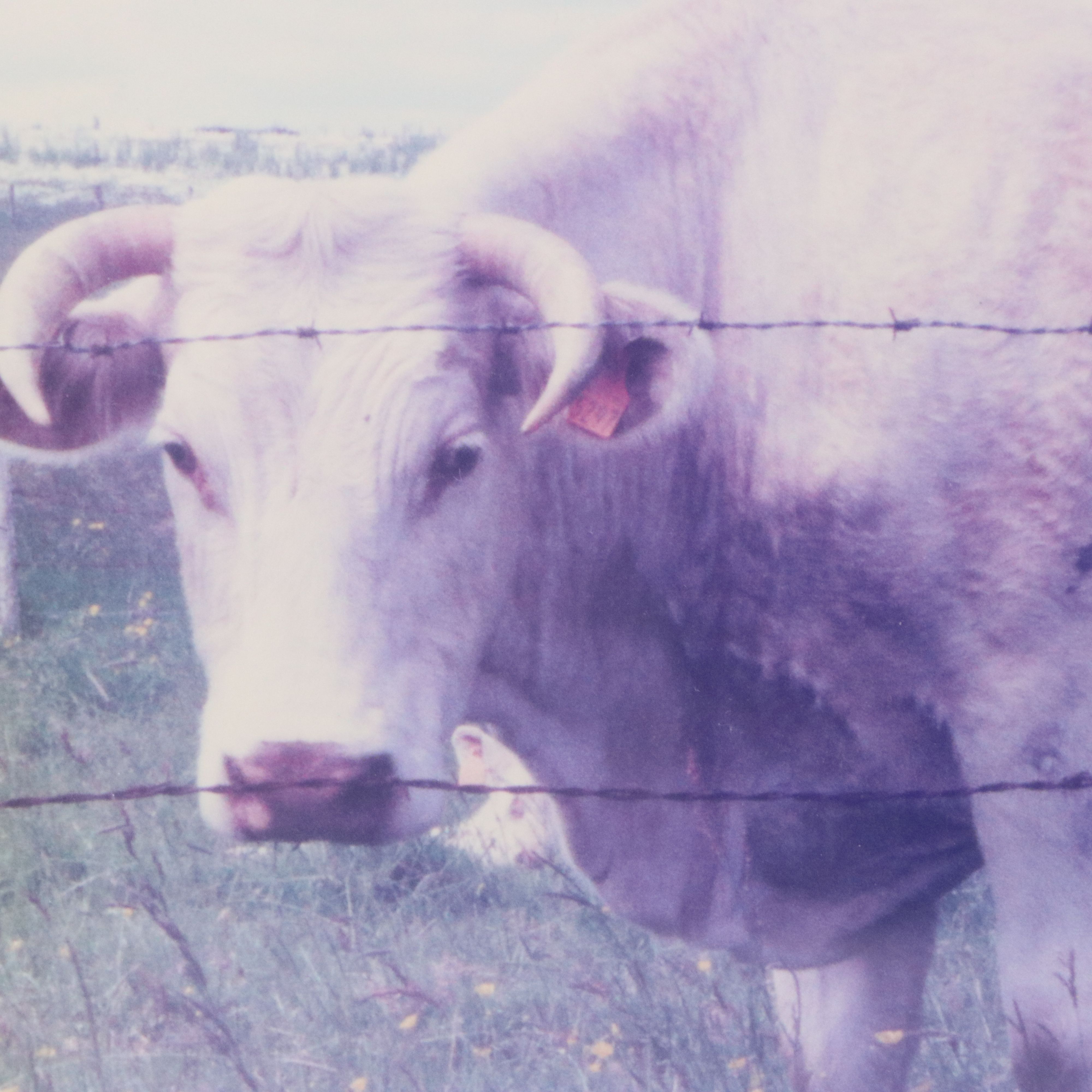 Alan M. Fallick Chromogenic Travel Photographs of France and China, 1999 - 2003