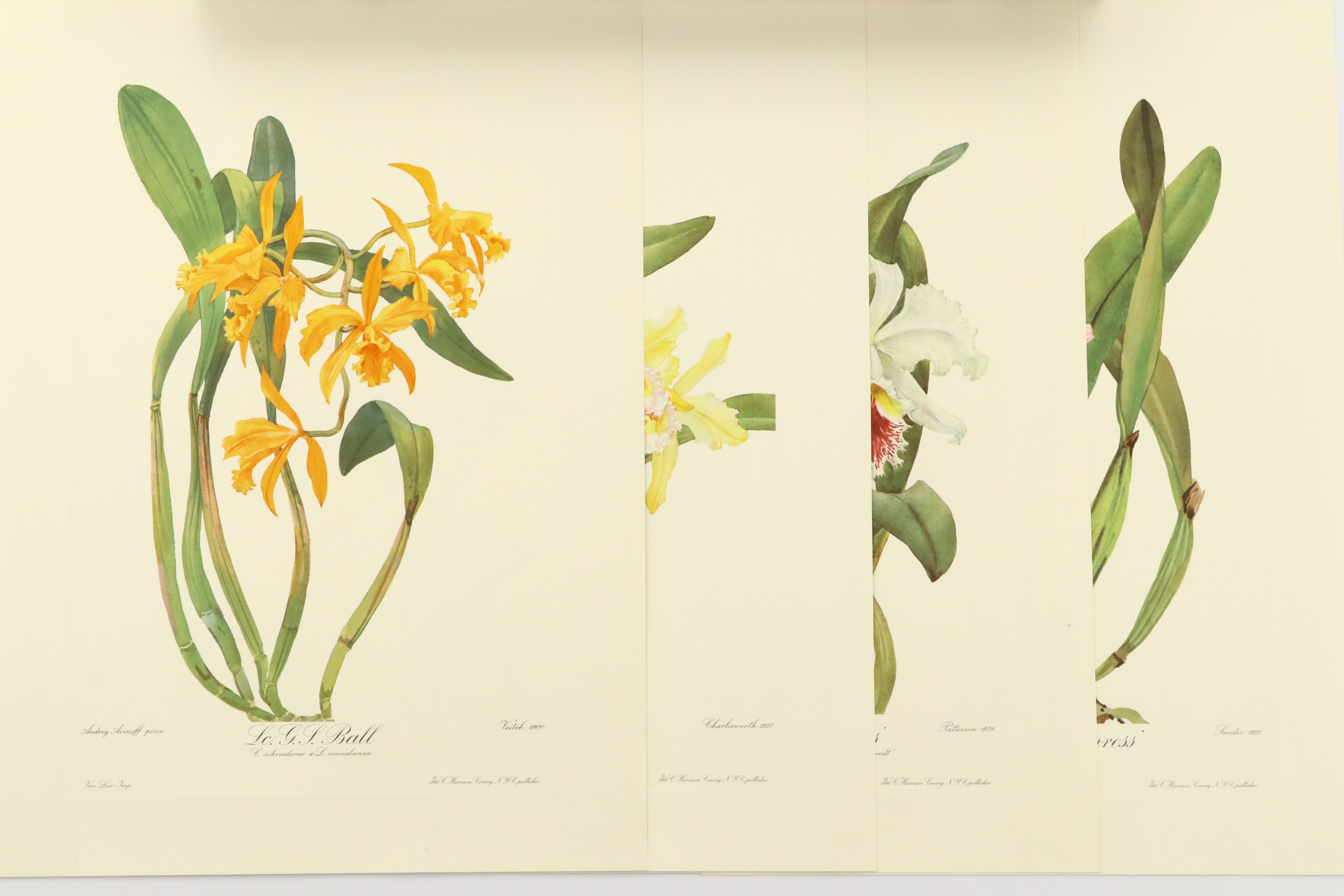 Portfolio of Offset Lithographs "Andrey Avinoff's Portraits of Orchids," 1960