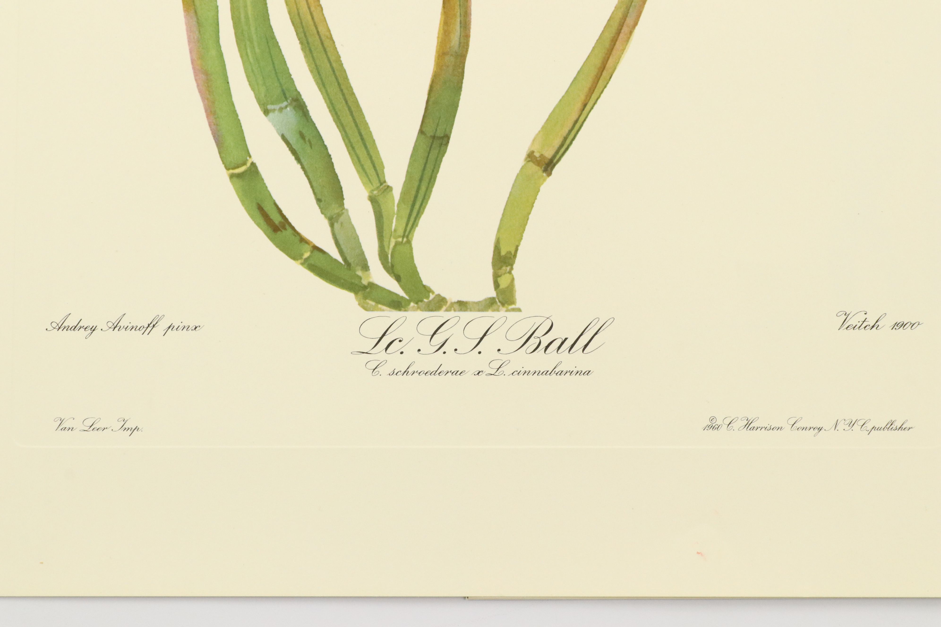 Portfolio of Offset Lithographs "Andrey Avinoff's Portraits of Orchids," 1960