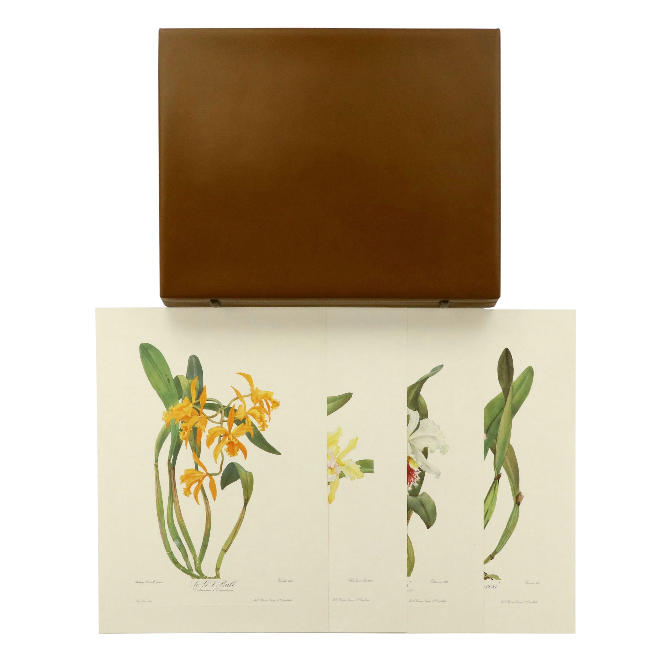 Portfolio of Offset Lithographs "Andrey Avinoff's Portraits of Orchids," 1960