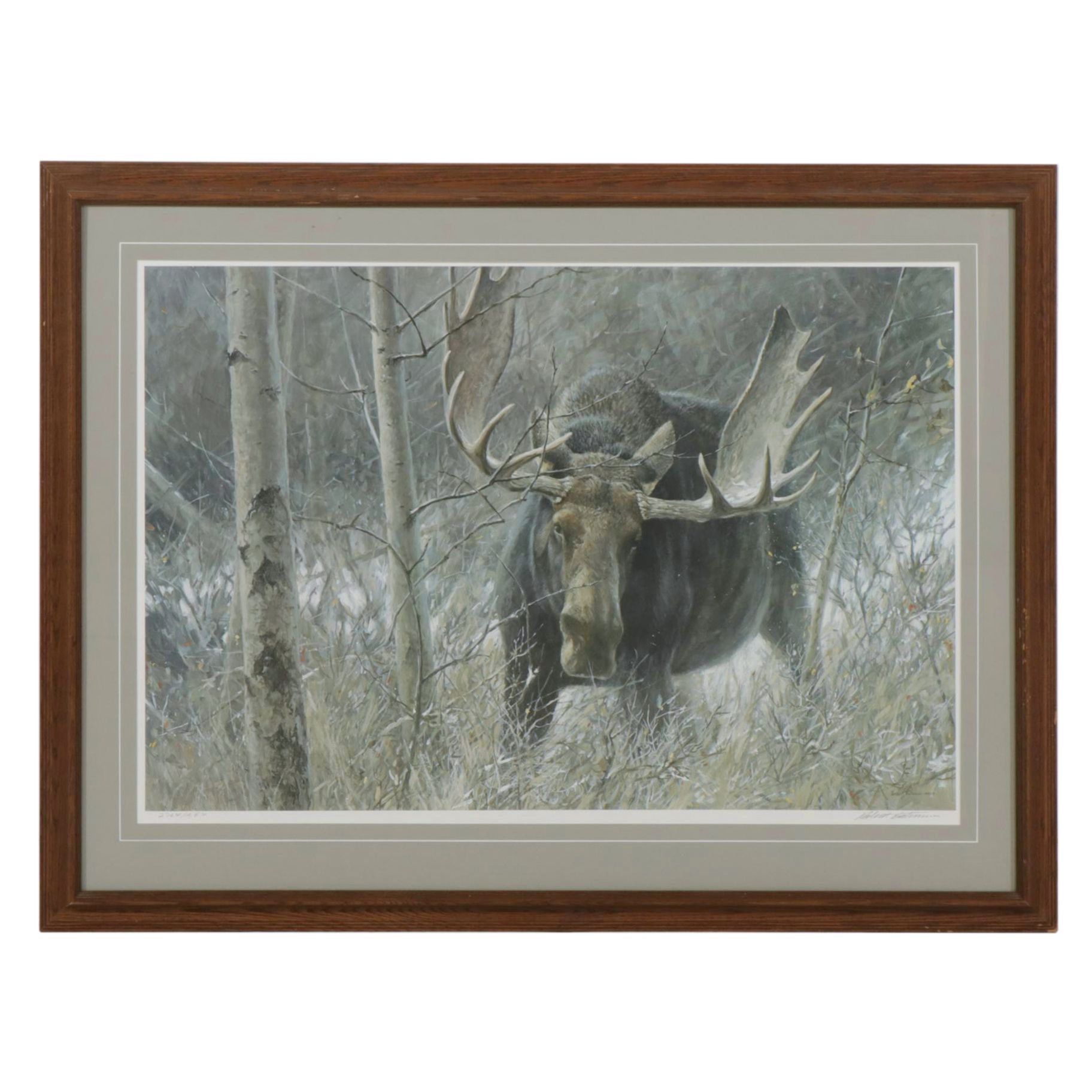 Robert Bateman Offset Lithograph "The Challenge - Bull Moose"