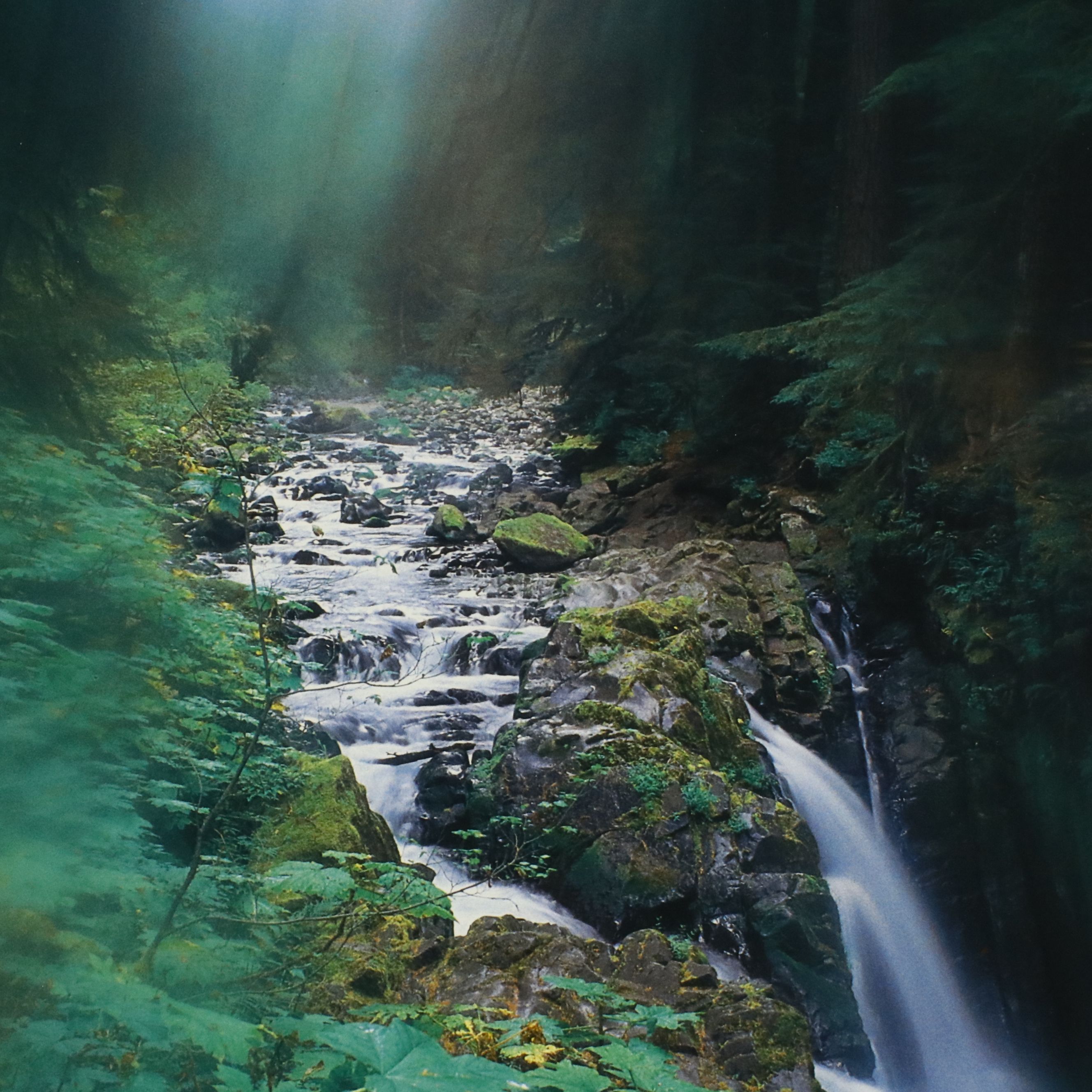 Richard H. Binstadt Color Landscape Print "Light in the Forest," 1993