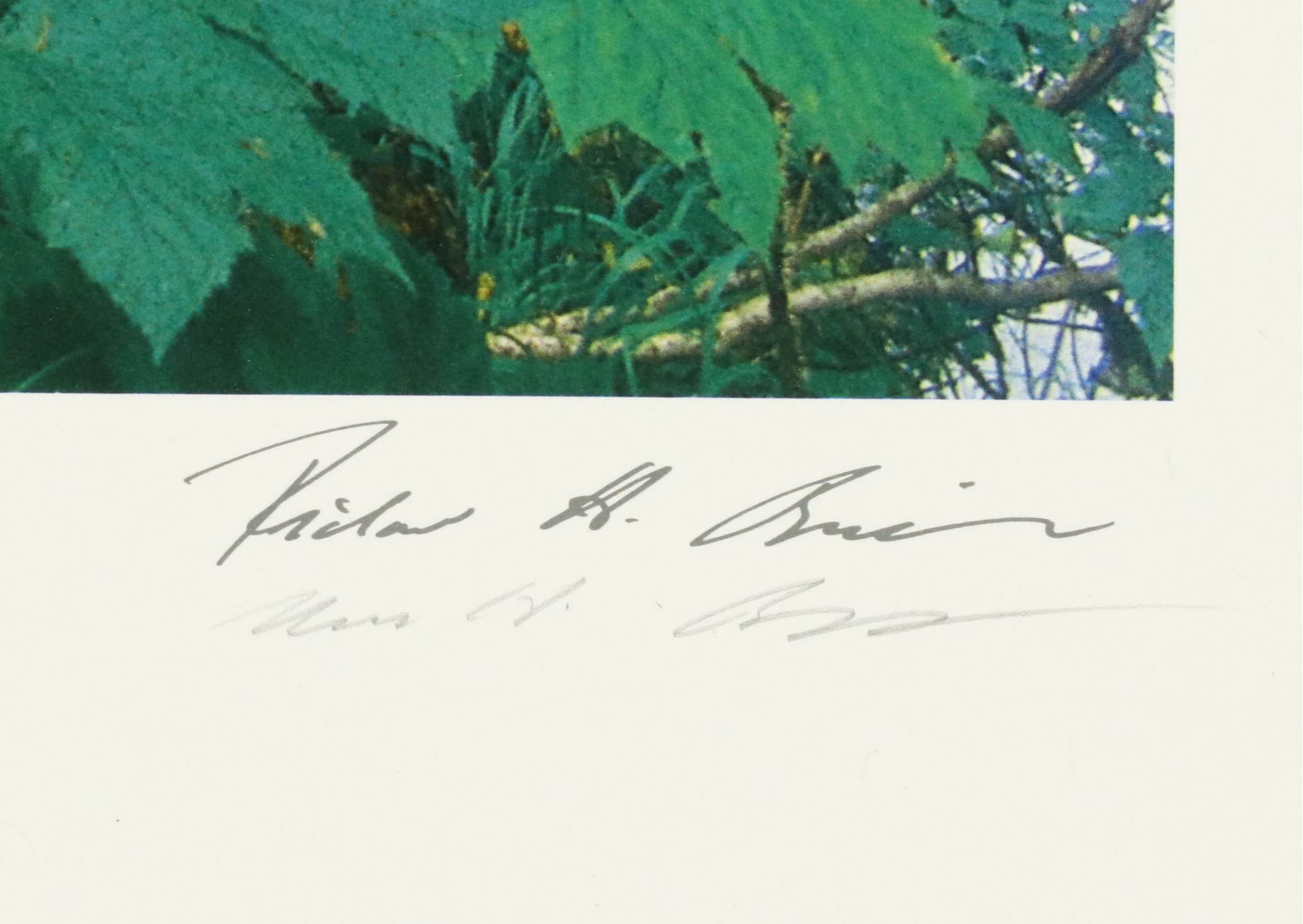 Richard H. Binstadt Color Landscape Print "Light in the Forest," 1993