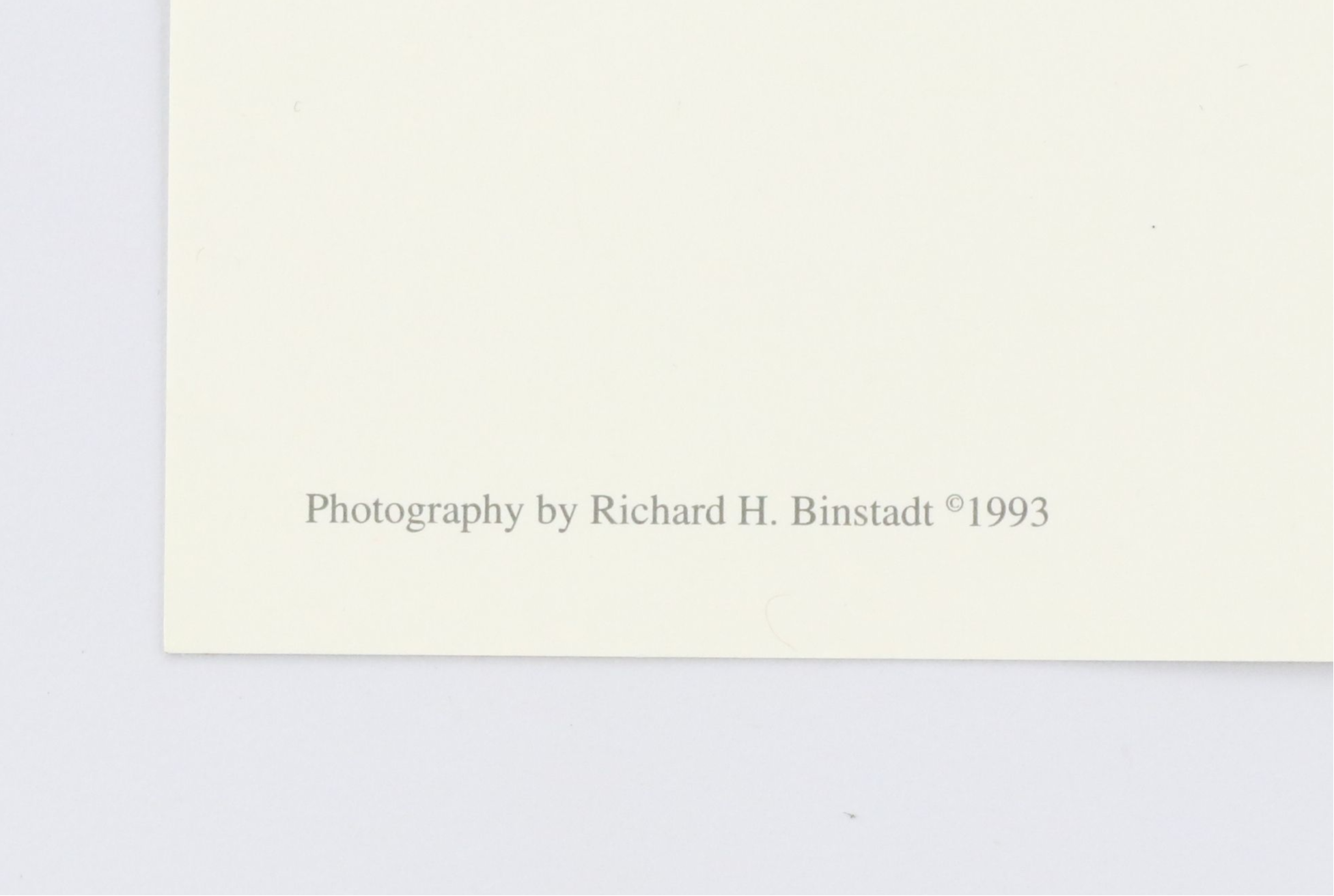 Richard H. Binstadt Color Landscape Print "Light in the Forest," 1993