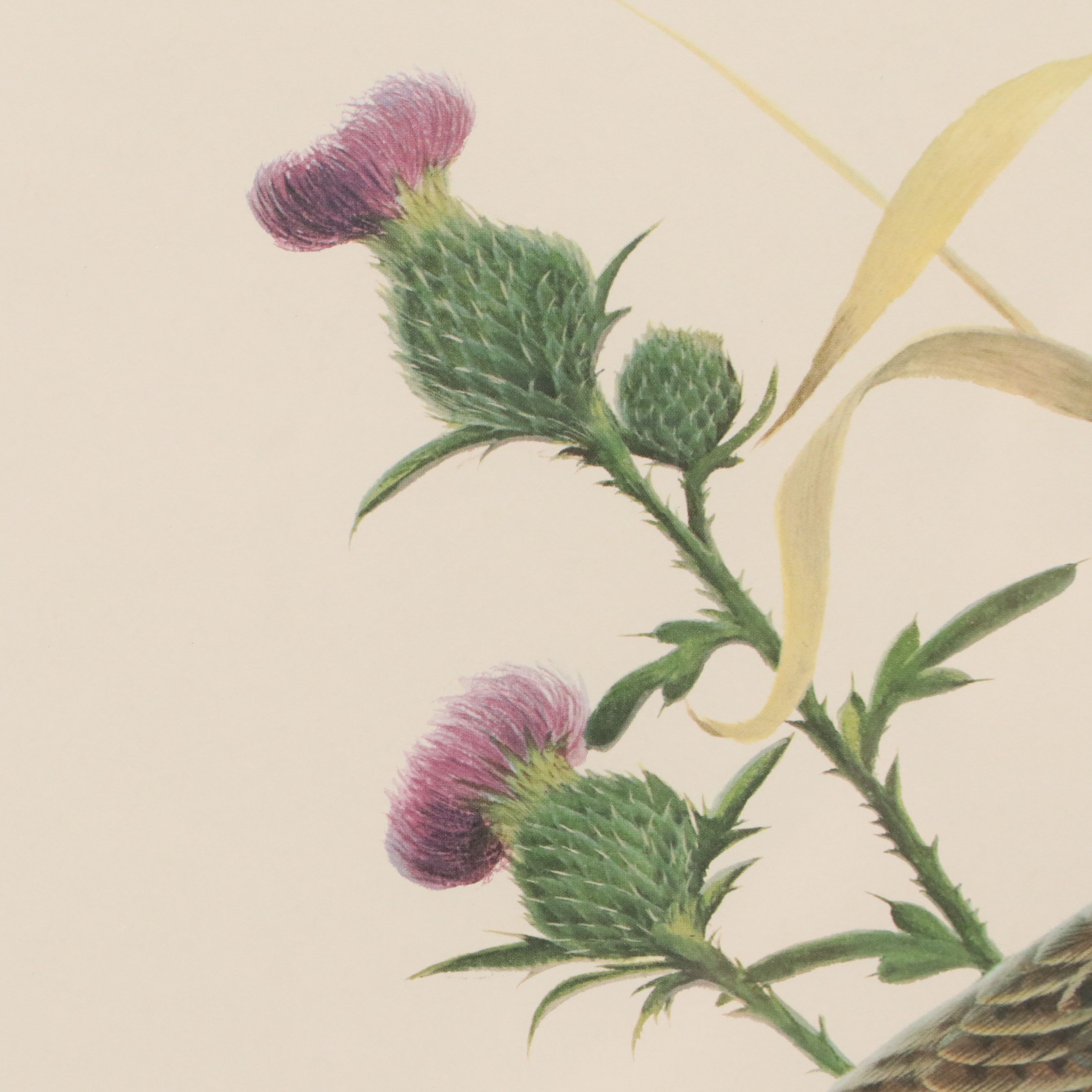 John A. Ruthven Offset Lithograph "Meadowlark"