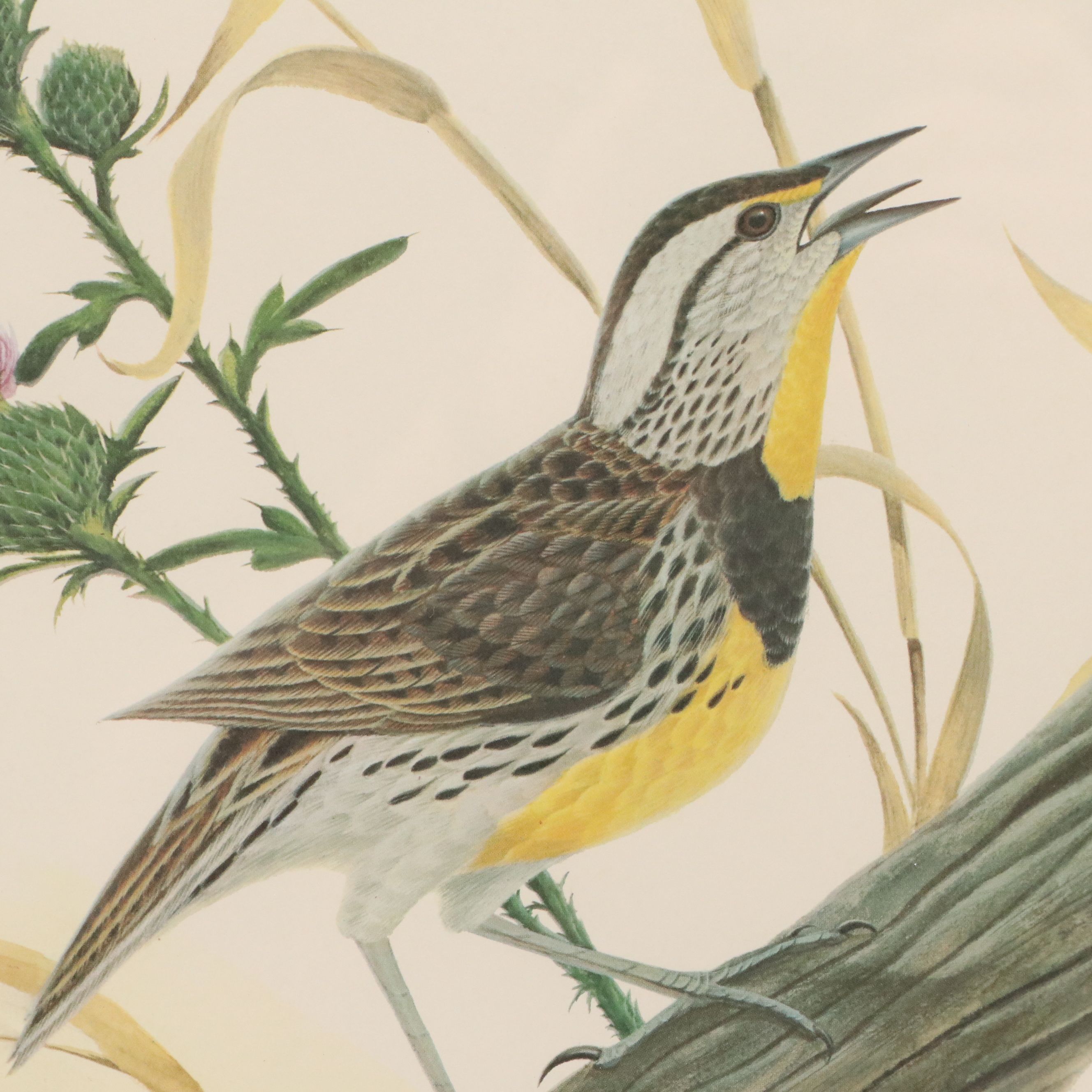 John A. Ruthven Offset Lithograph "Meadowlark"