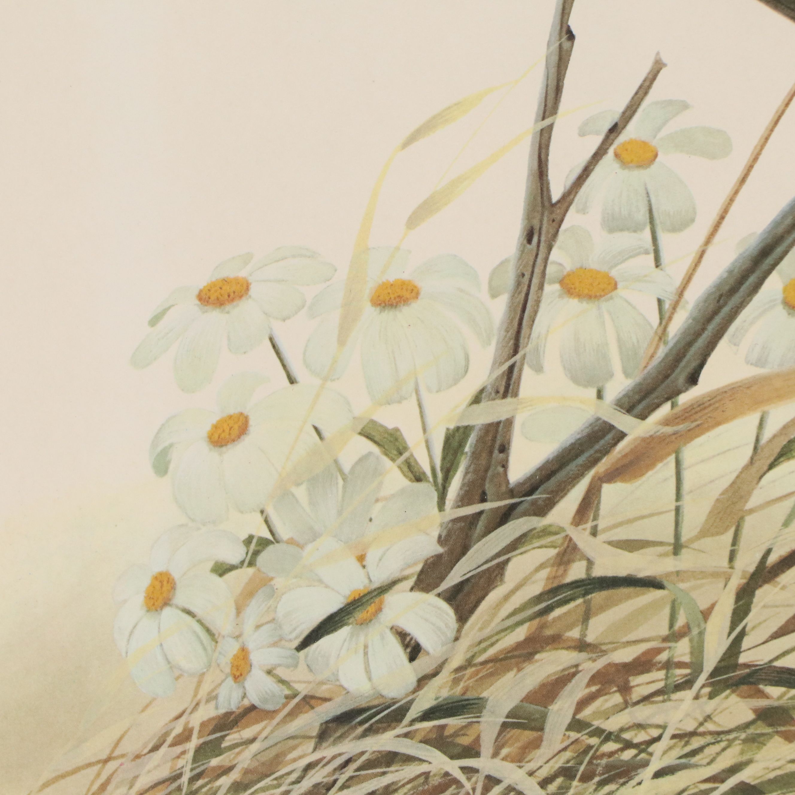 John A. Ruthven Offset Lithograph "Mourning Dove"