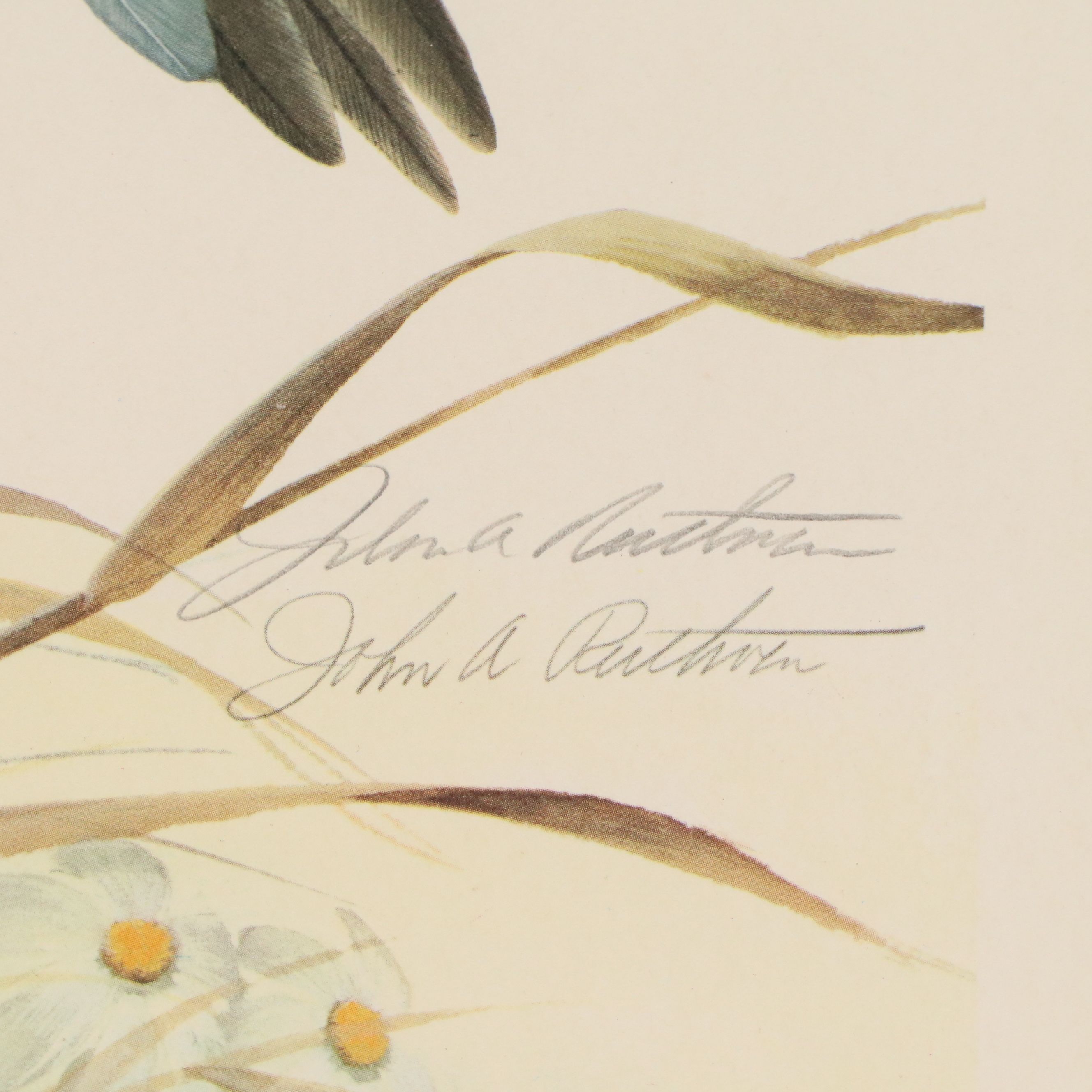 John A. Ruthven Offset Lithograph "Mourning Dove"