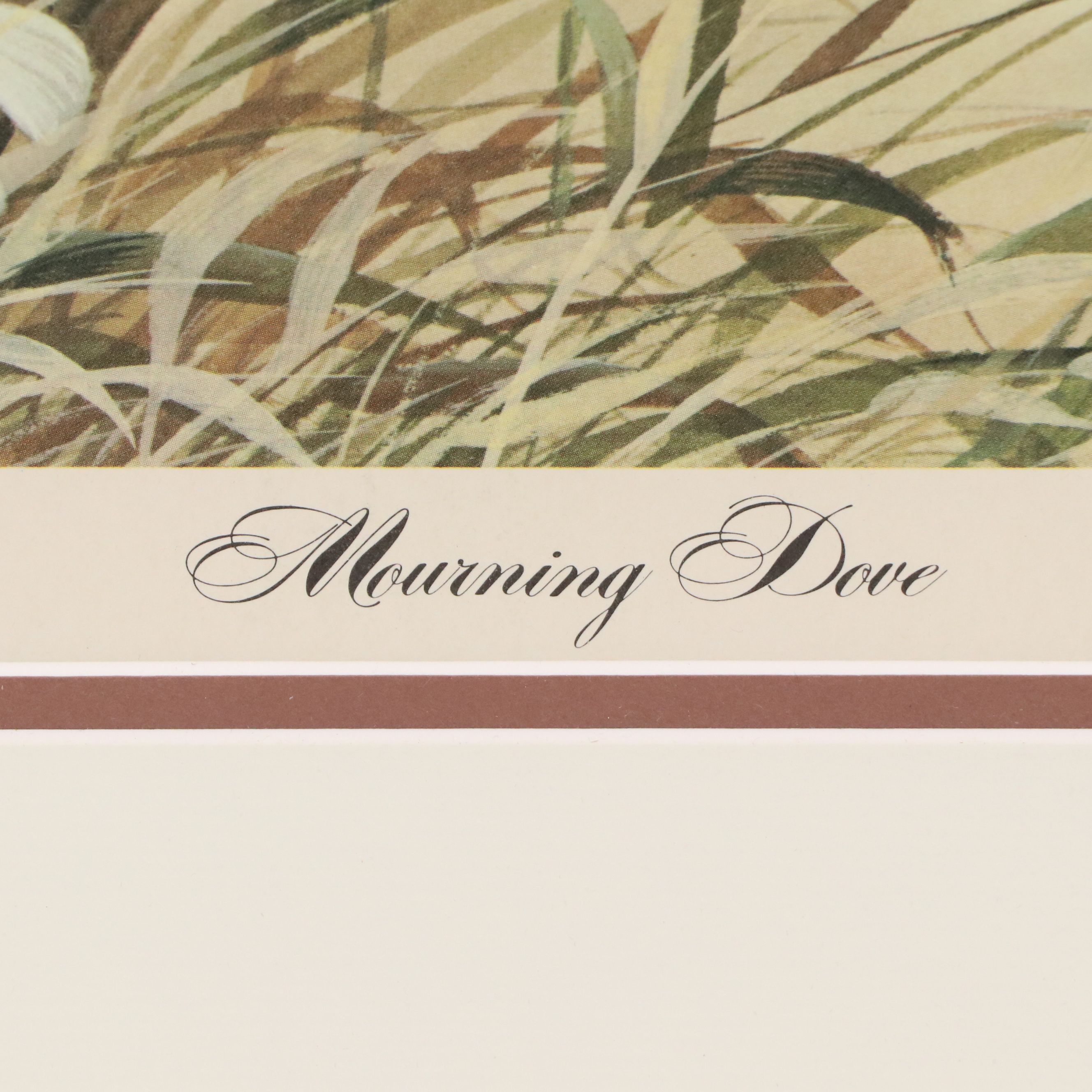 John A. Ruthven Offset Lithograph "Mourning Dove"