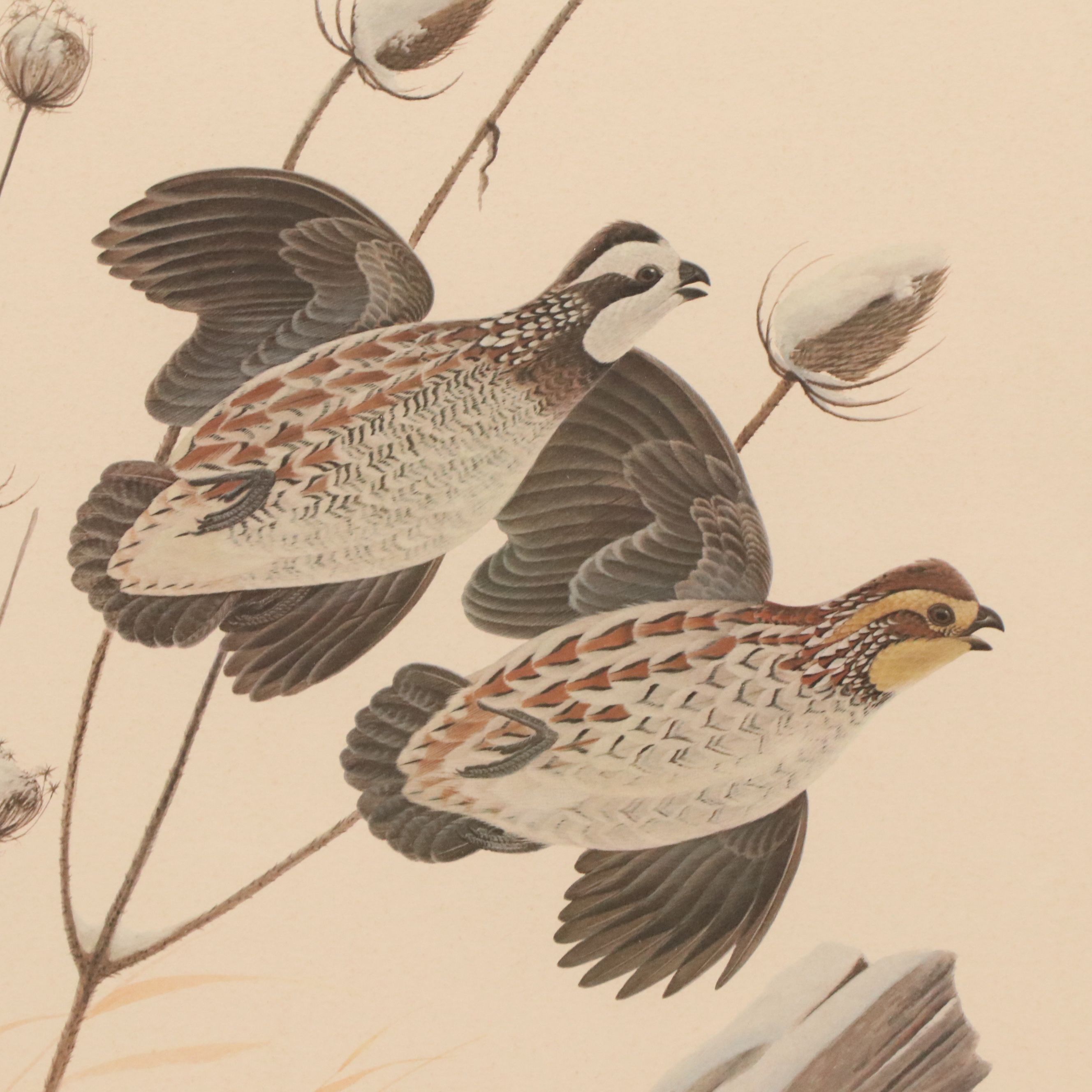 John A. Ruthven Offset Lithograph "Bobwhite Quail"