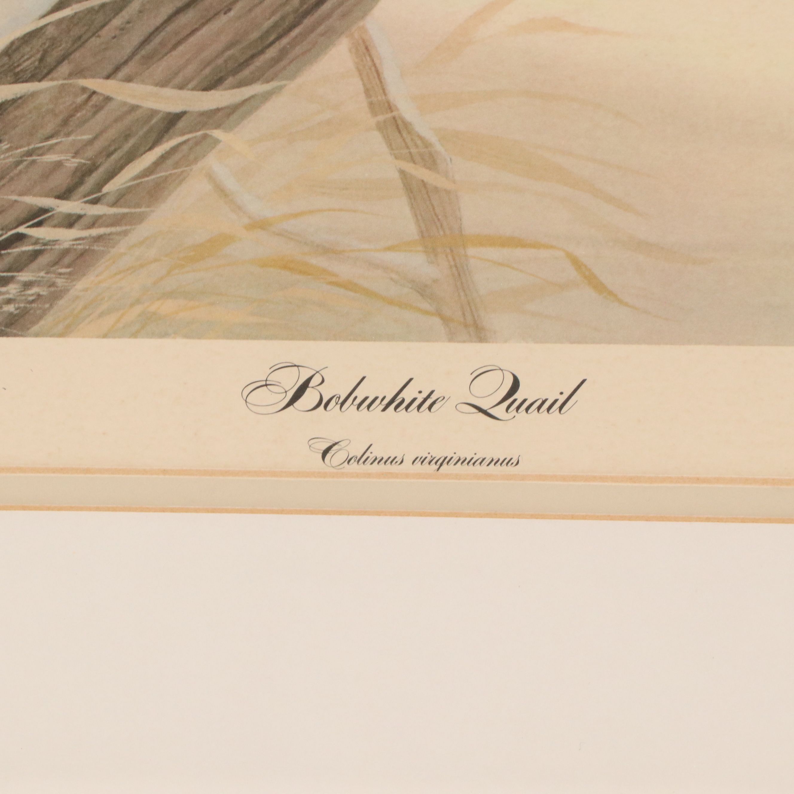 John A. Ruthven Offset Lithograph "Bobwhite Quail"