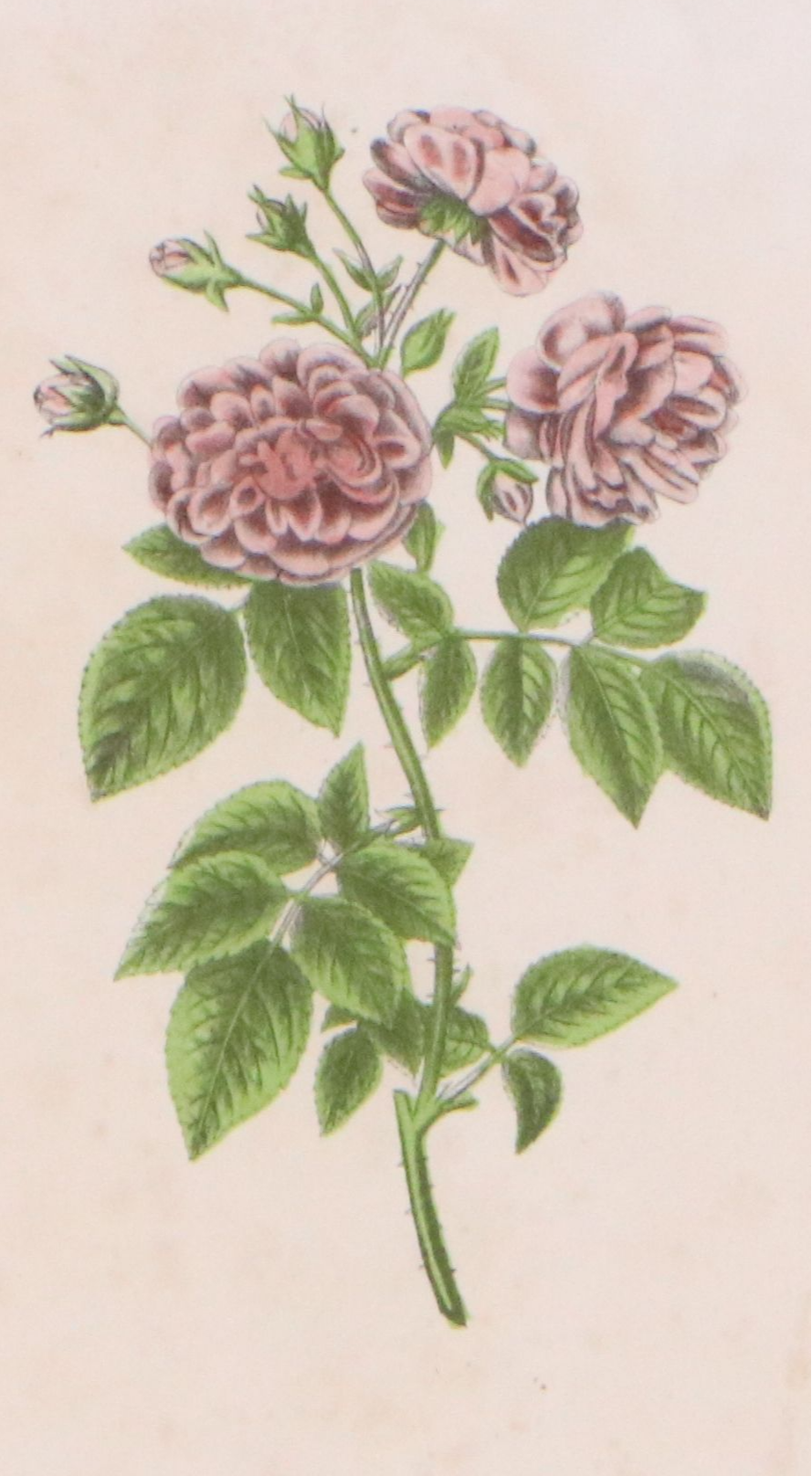 John Keese Hand-Colored Lithograph "Rosa multiflora"