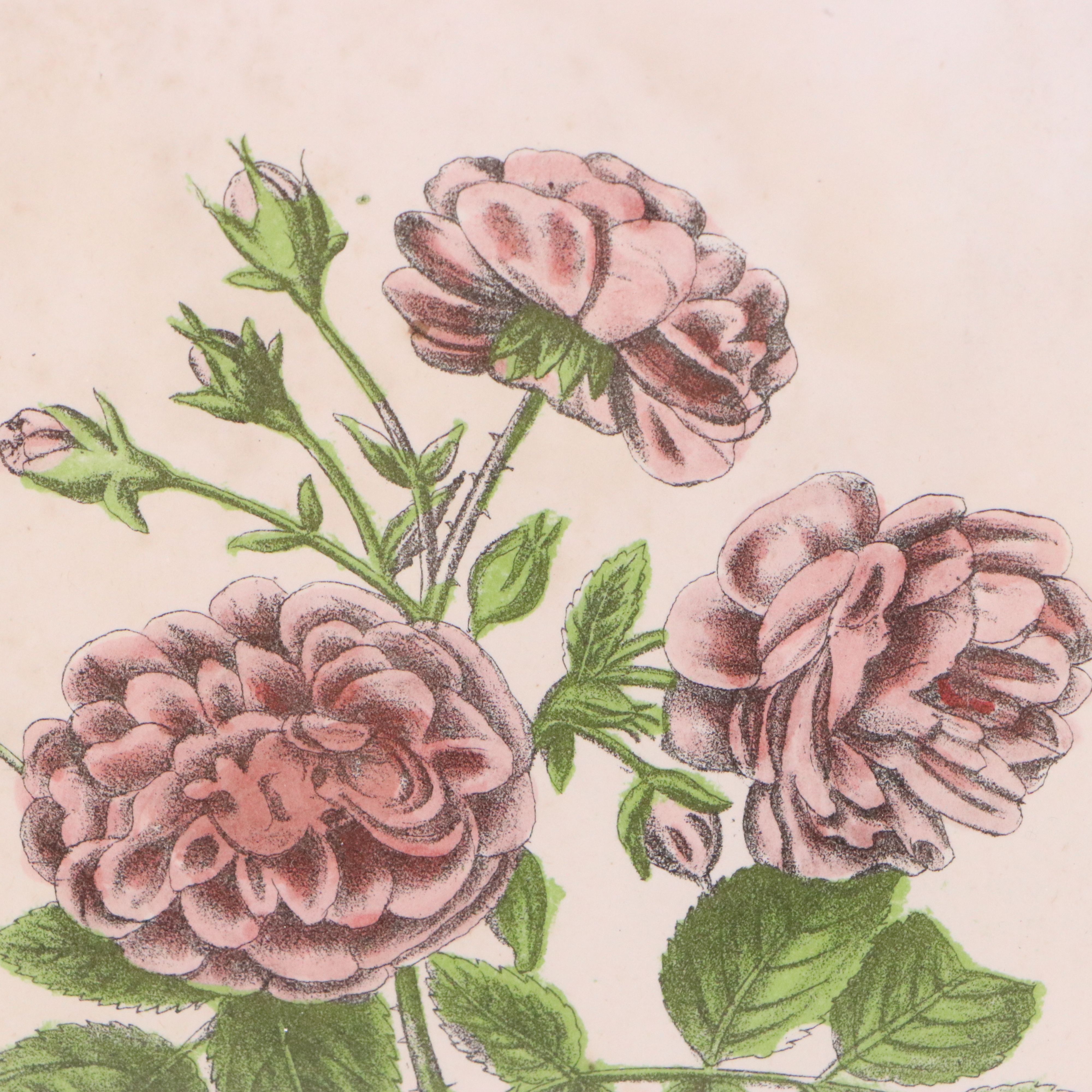 John Keese Hand-Colored Lithograph "Rosa multiflora"