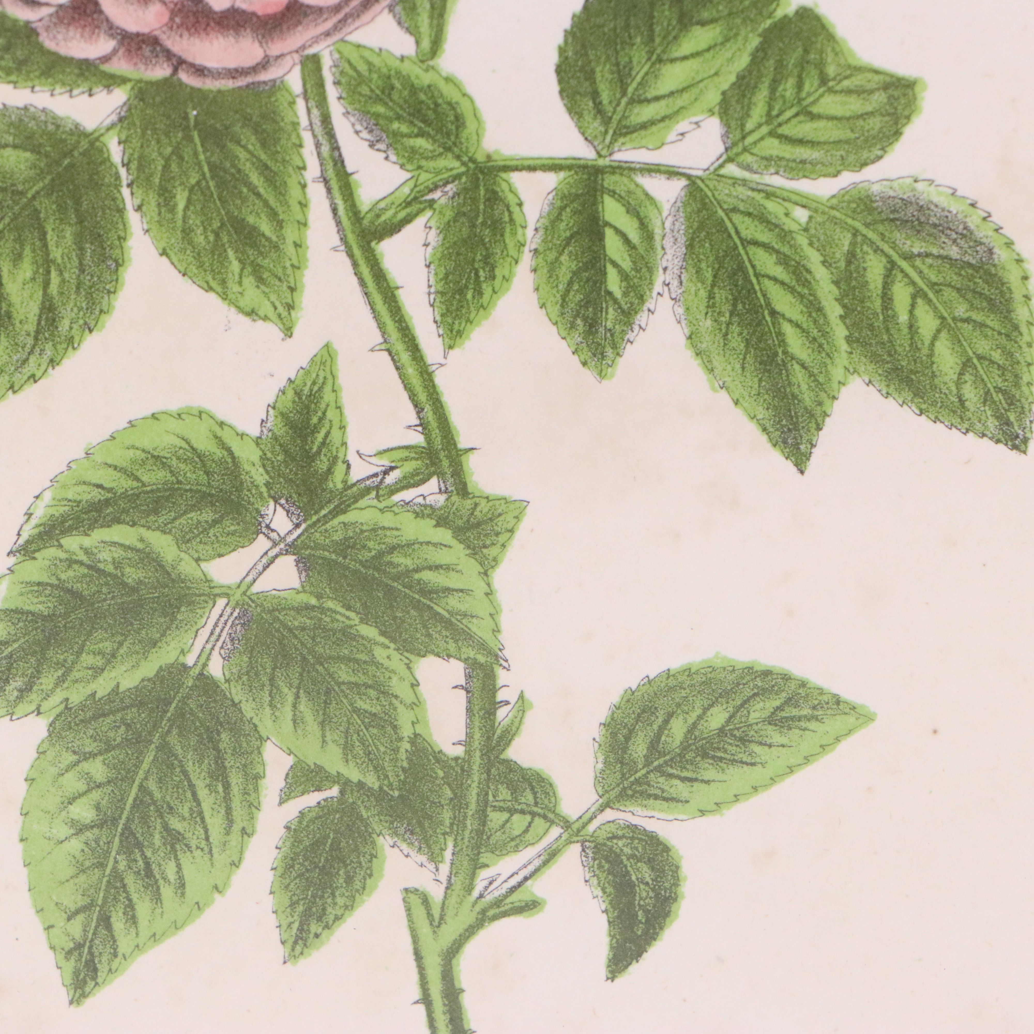 John Keese Hand-Colored Lithograph "Rosa multiflora"