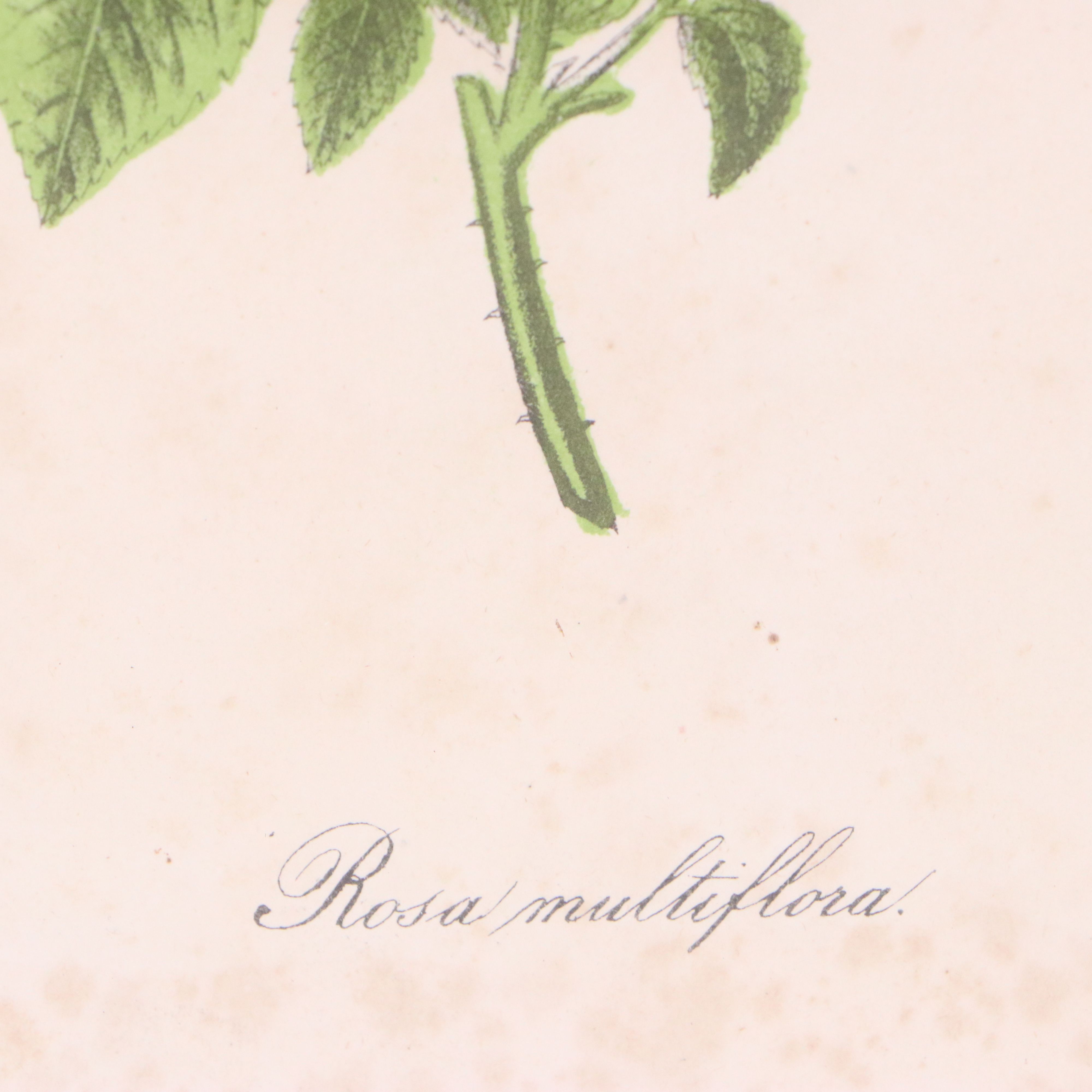 John Keese Hand-Colored Lithograph "Rosa multiflora"