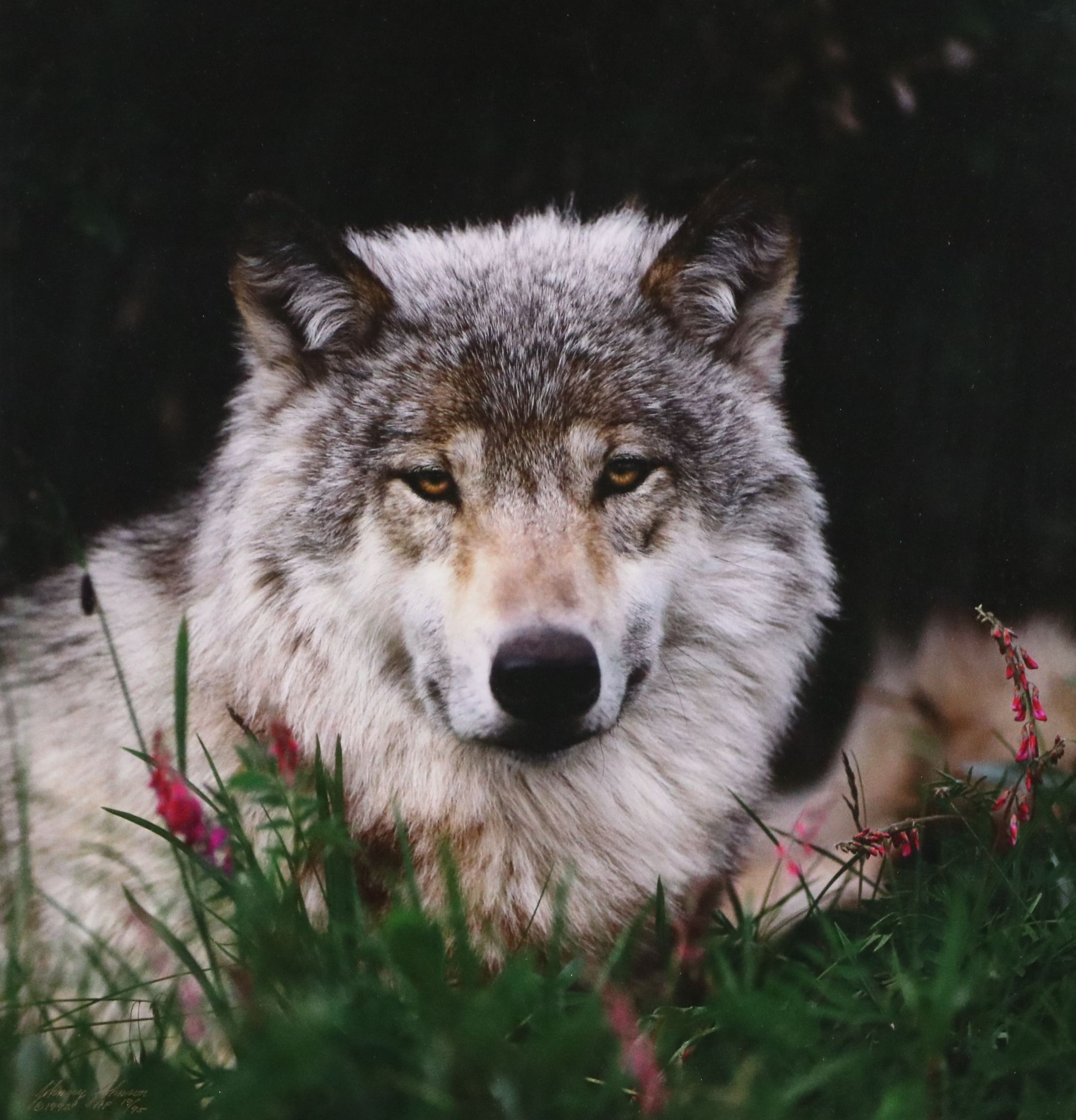 Johnny Johnson Fuji-Crystal Archival Print "Soul of Silence," 1992