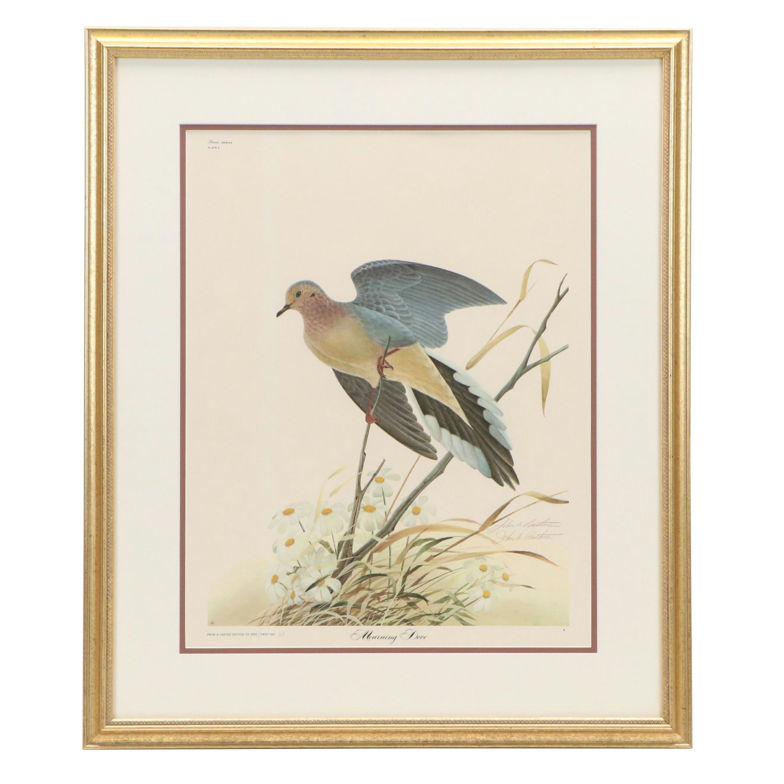 John A. Ruthven Offset Lithograph "Mourning Dove"