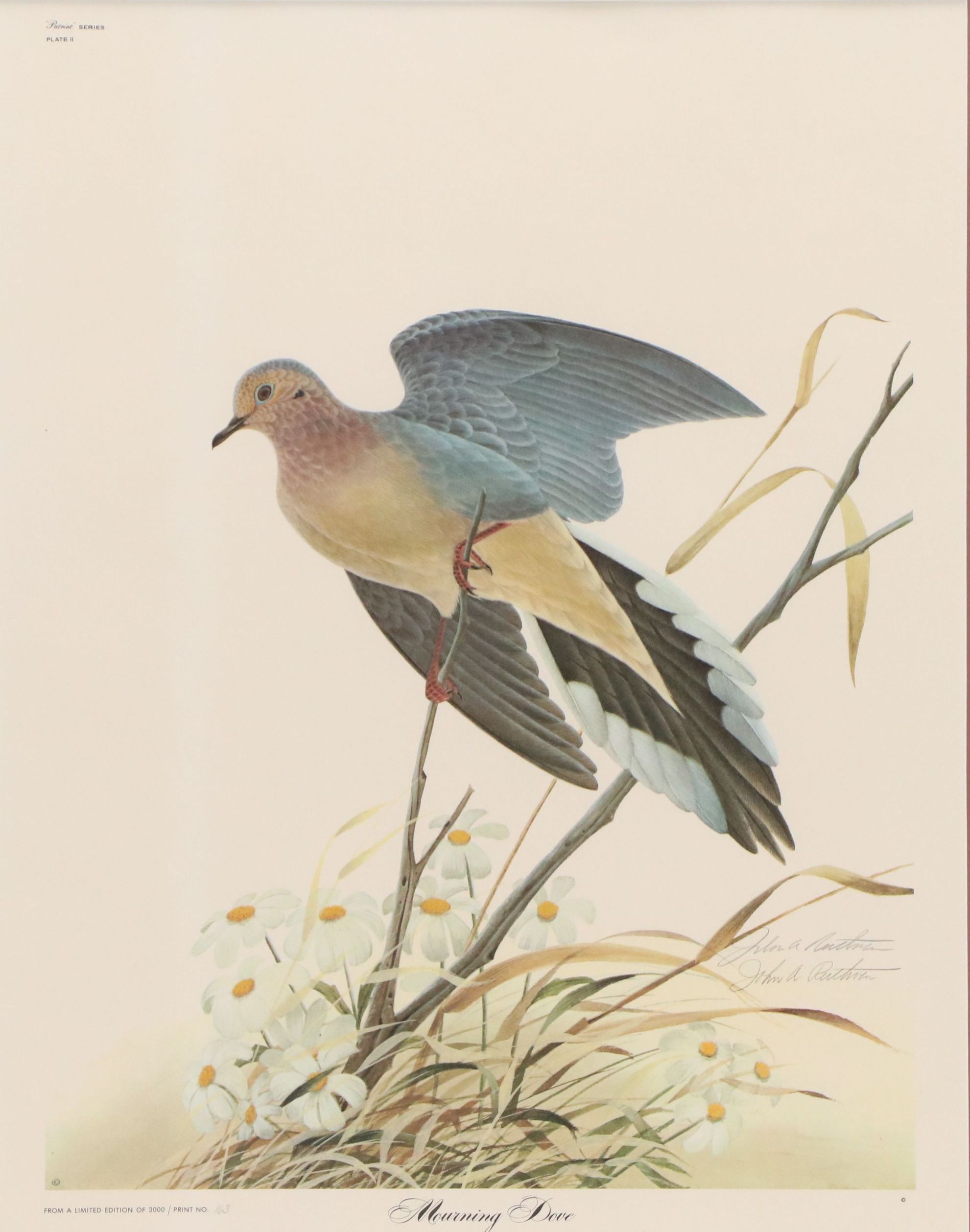John A. Ruthven Offset Lithograph "Mourning Dove"