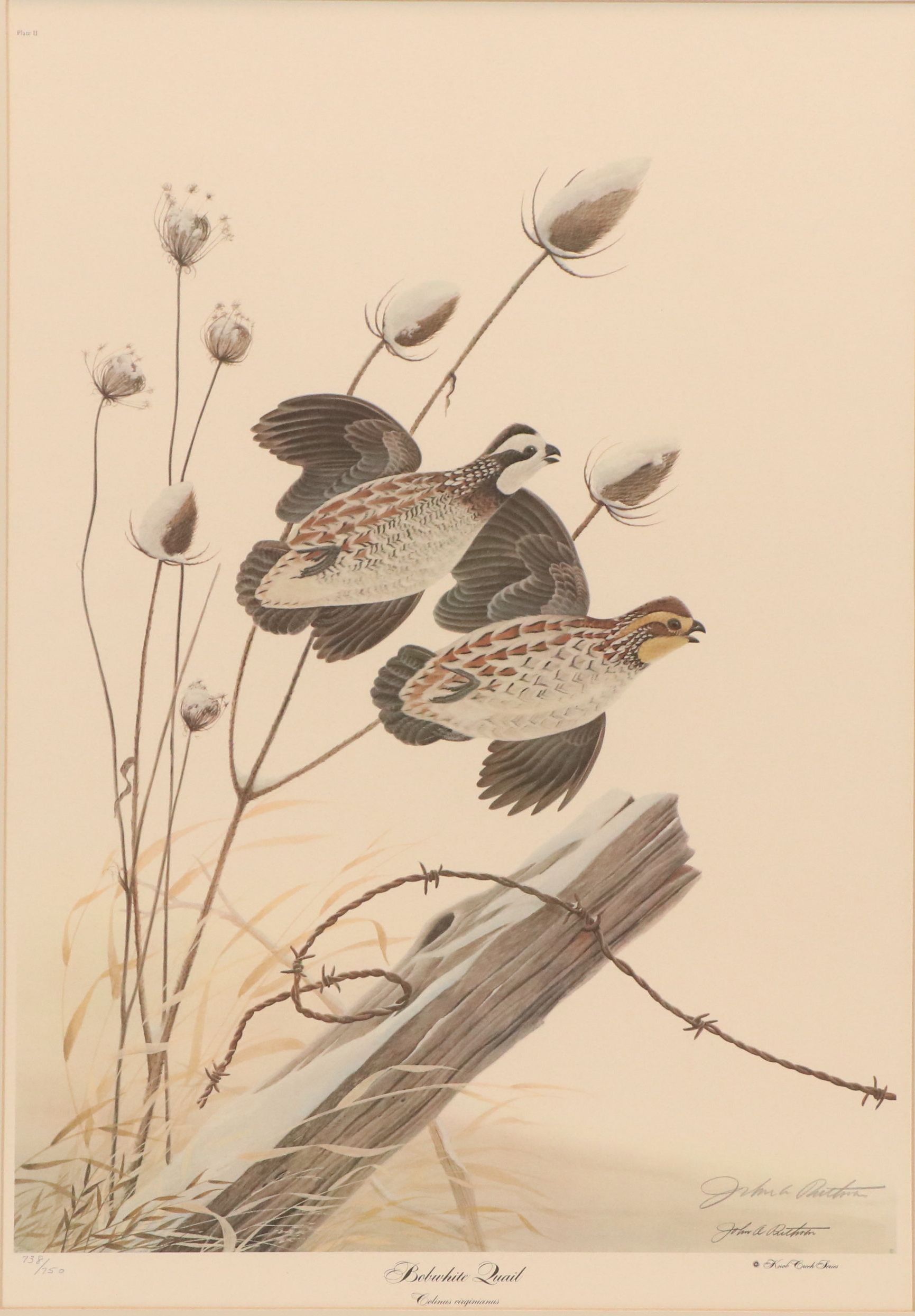 John A. Ruthven Offset Lithograph "Bobwhite Quail"