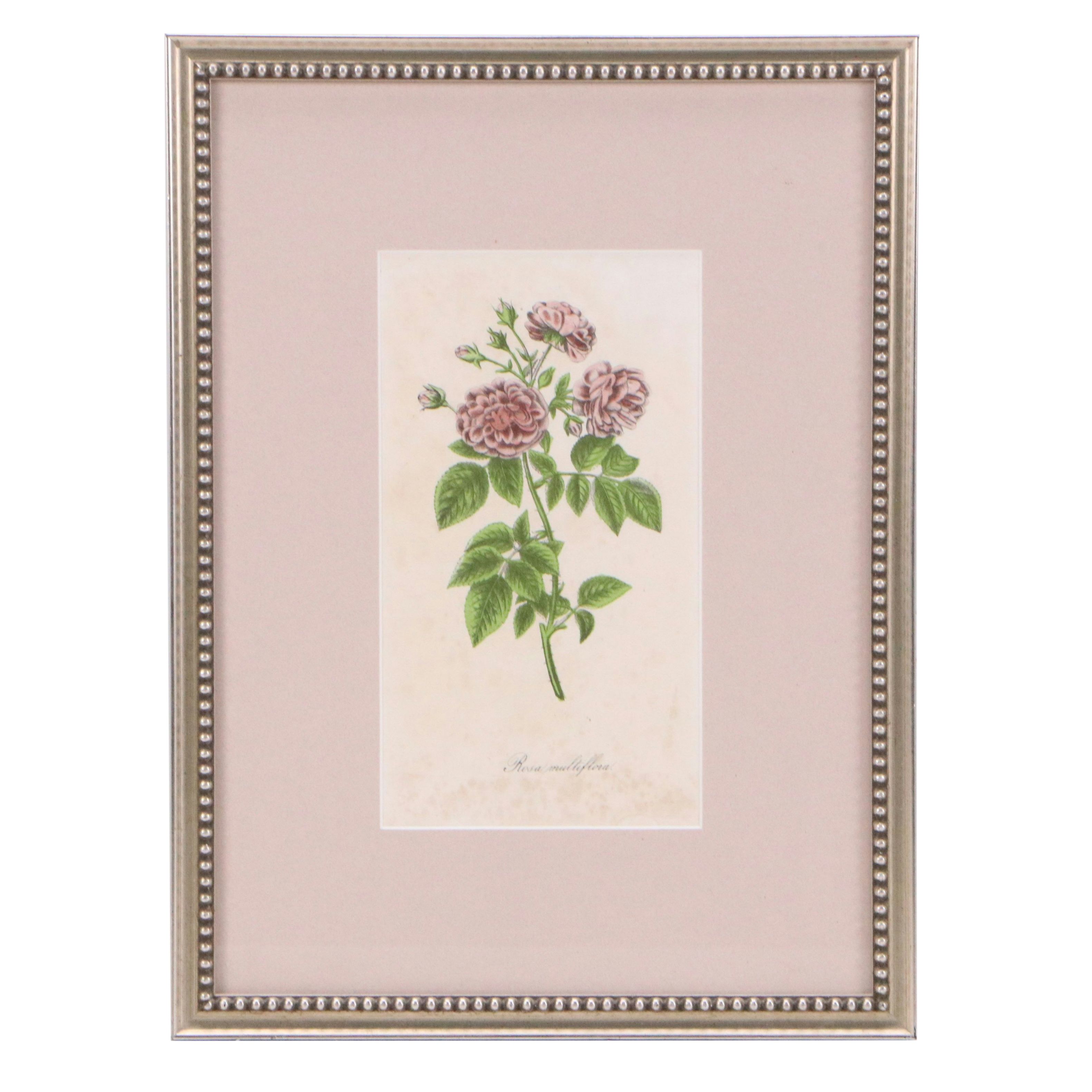 John Keese Hand-Colored Lithograph "Rosa multiflora"