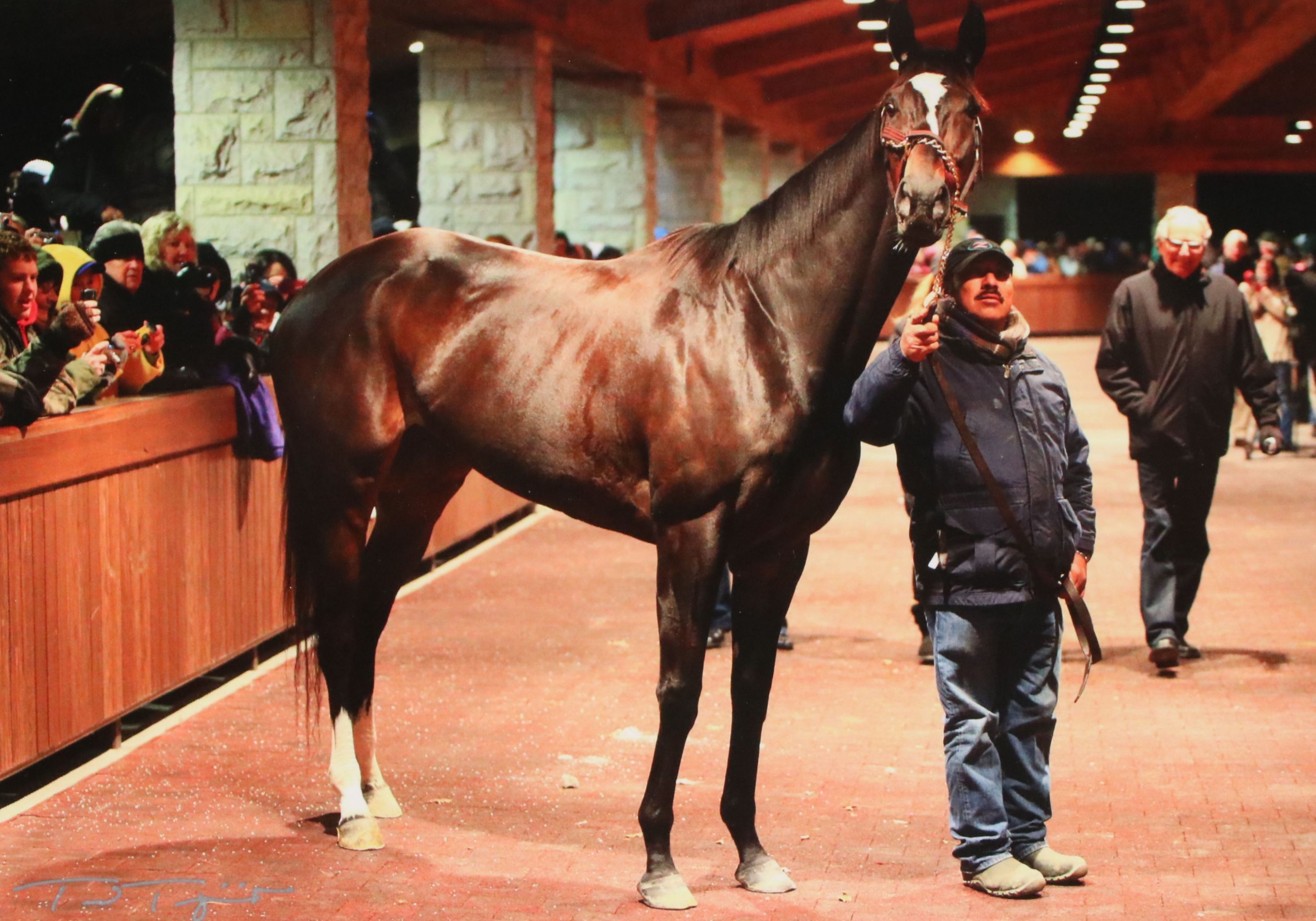 Equine Portrait Photograph "Zenyatta's Final Bow, Dec. 6, 2010, Keeneland..."