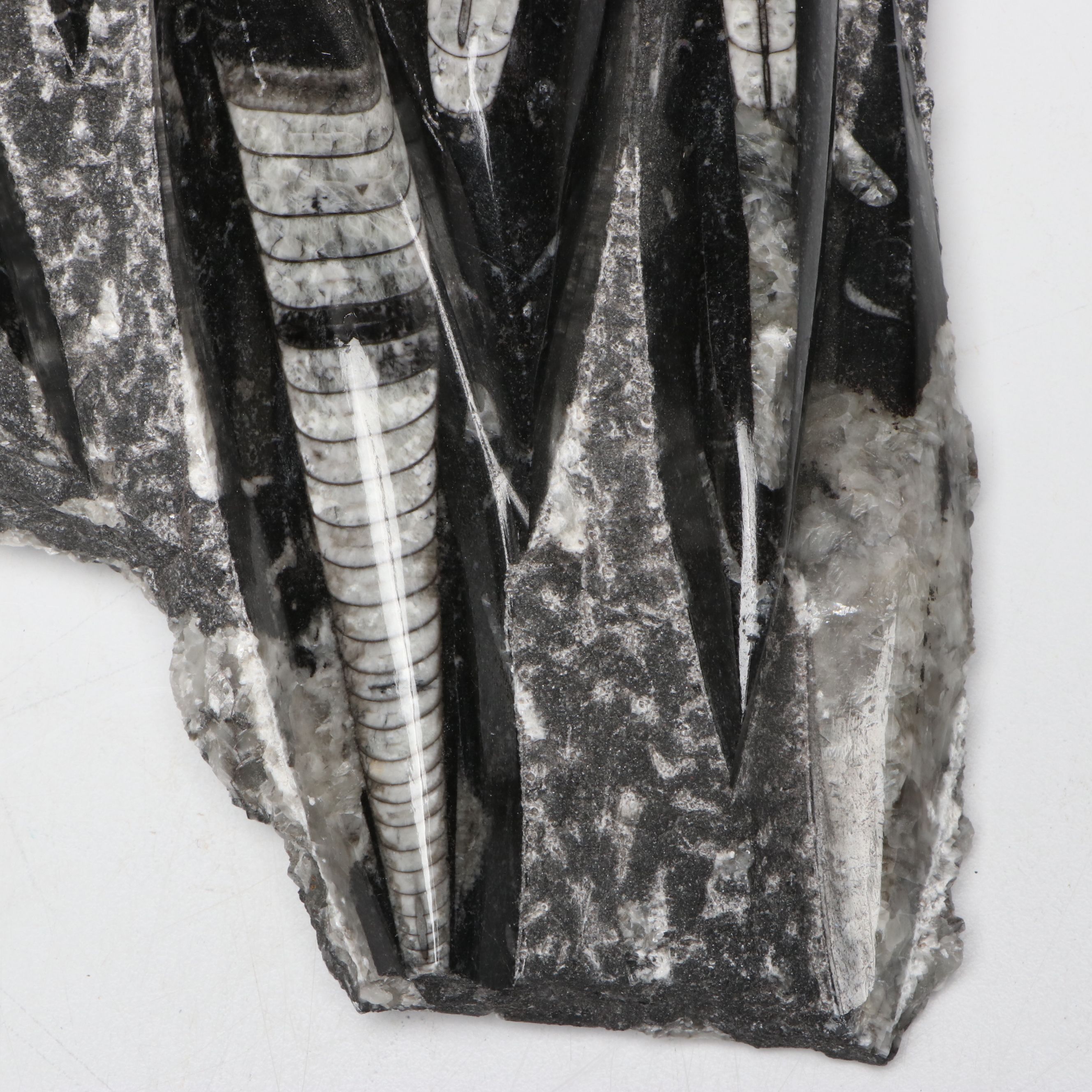 Orthoconic Cephalopod Specimen Carved and Polished Slab