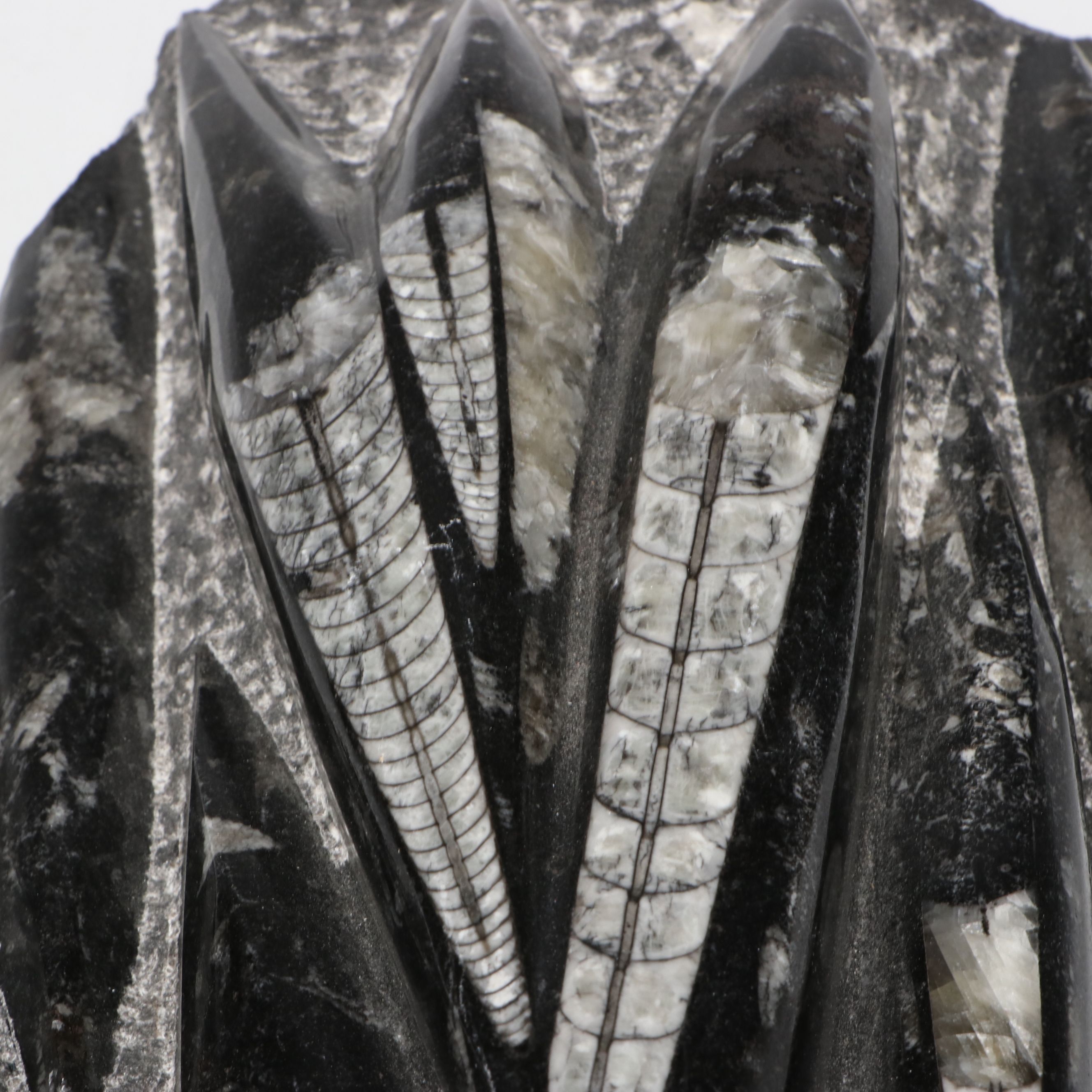 Orthoconic Cephalopod Specimen Carved and Polished Slab