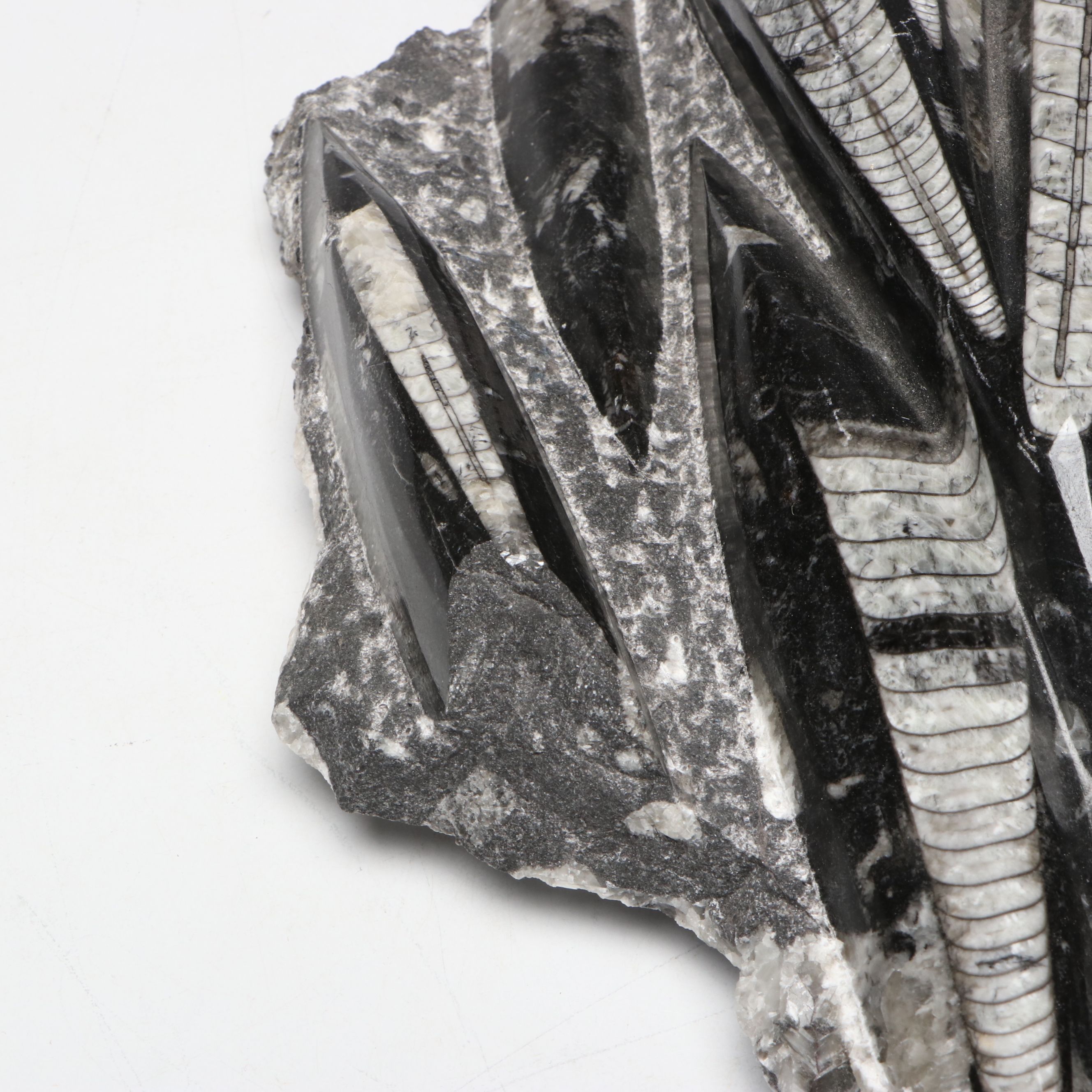 Orthoconic Cephalopod Specimen Carved and Polished Slab