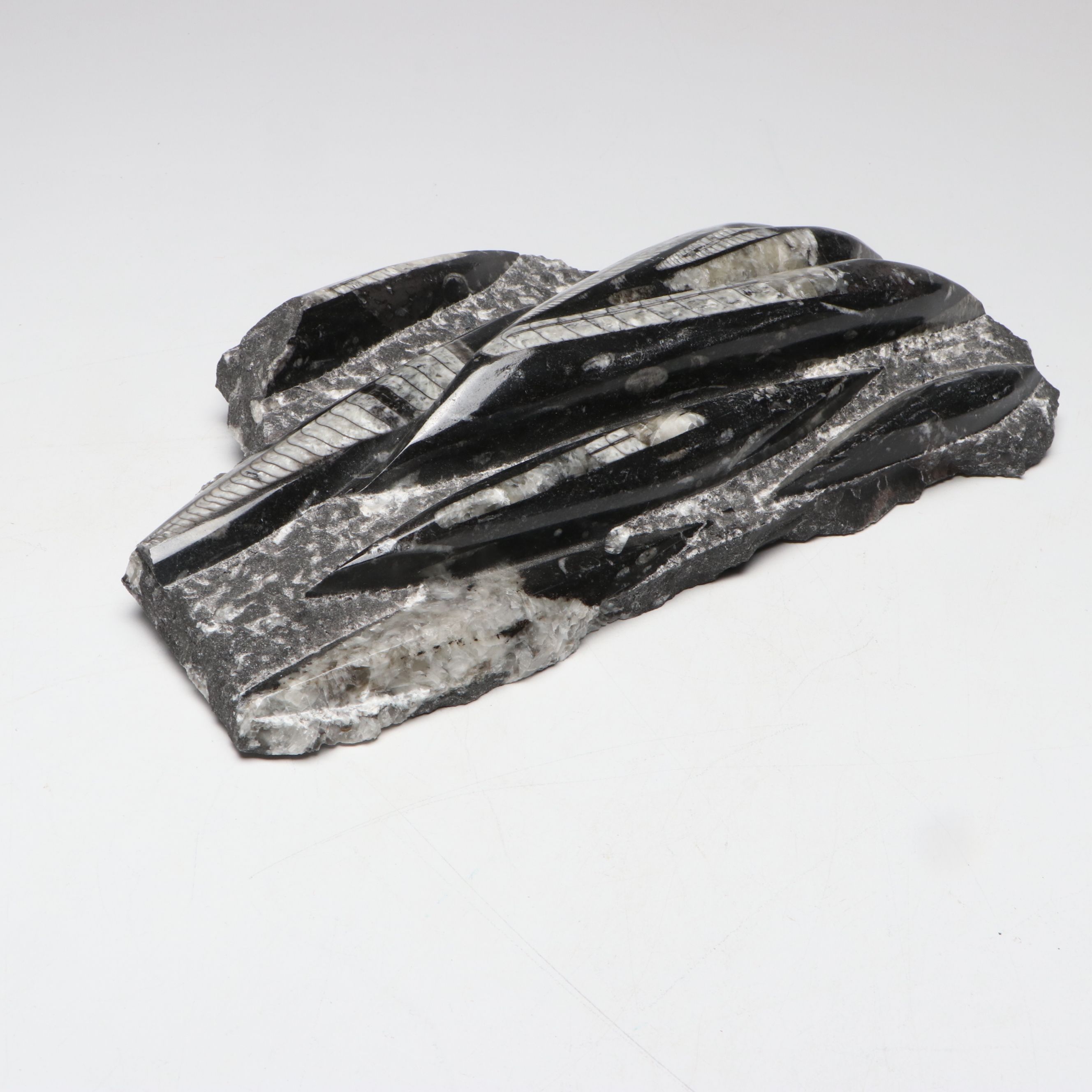 Orthoconic Cephalopod Specimen Carved and Polished Slab